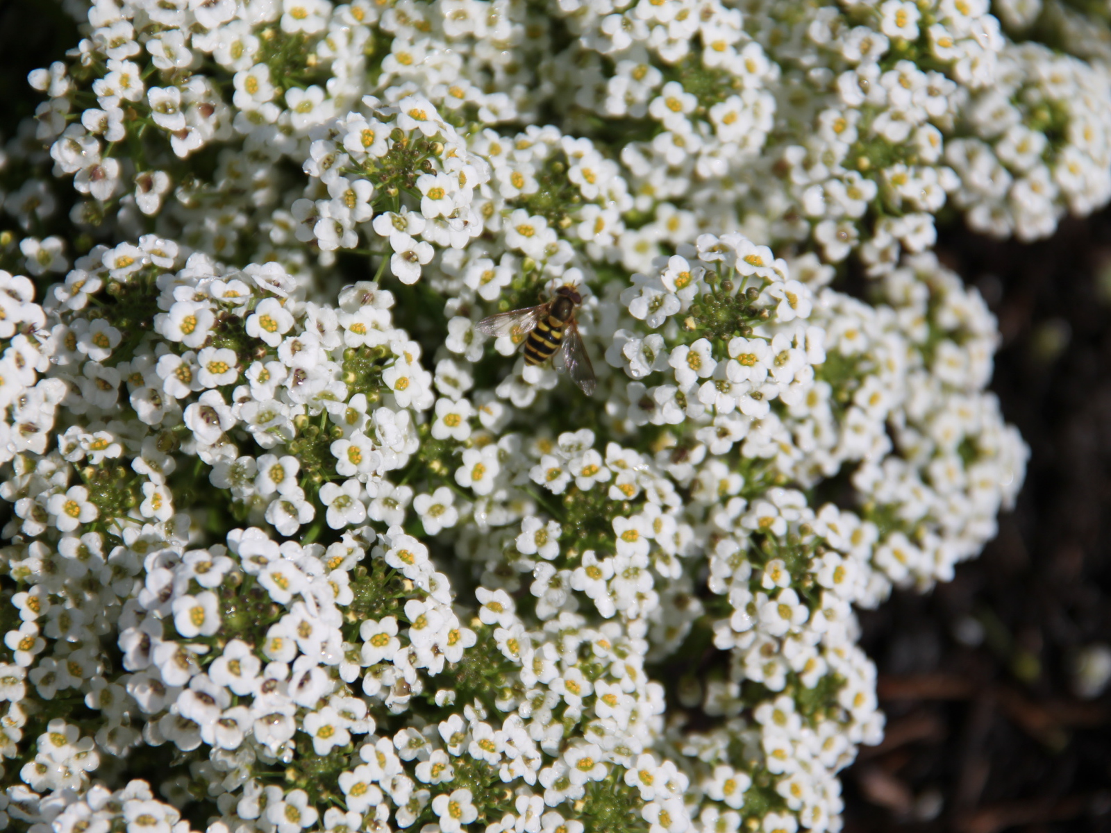 Красивые цветы алиссум в саду