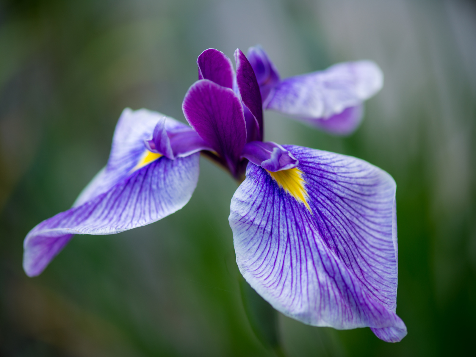 Beautiful flowers in the garden of irises