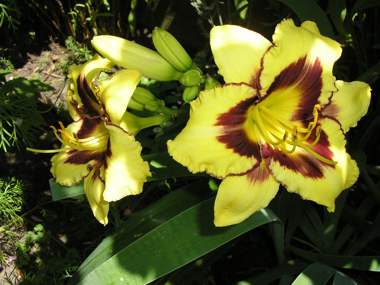 Красивые цветы лилейник в парке