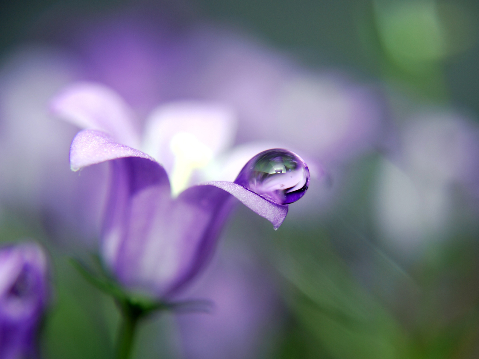 Красивые цветы колокольчик в парке