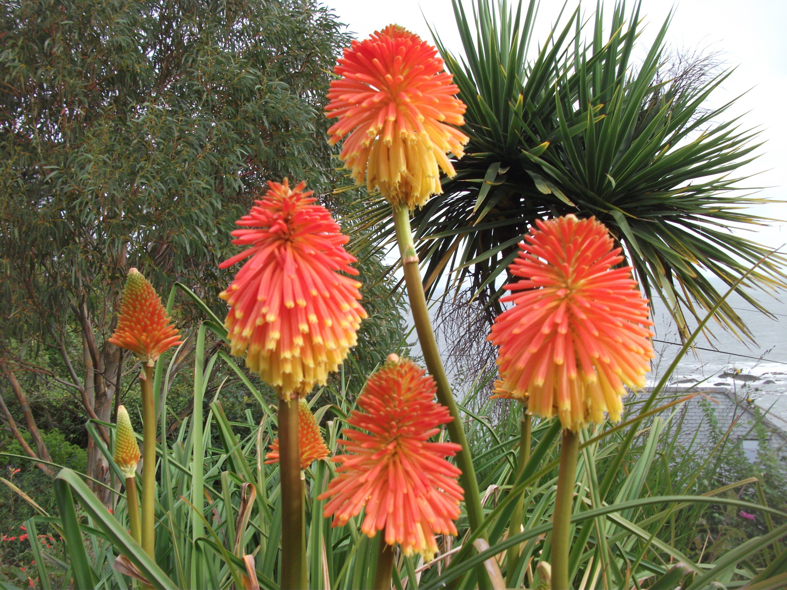 Красивые цветы кникофия в парке