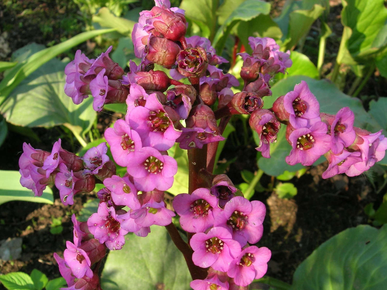 Красивые цветы растения бадан в парке