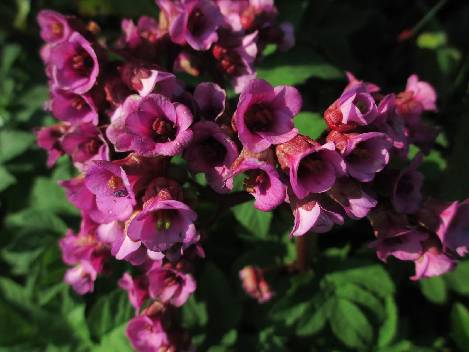 Красивые цветы бадан в парке