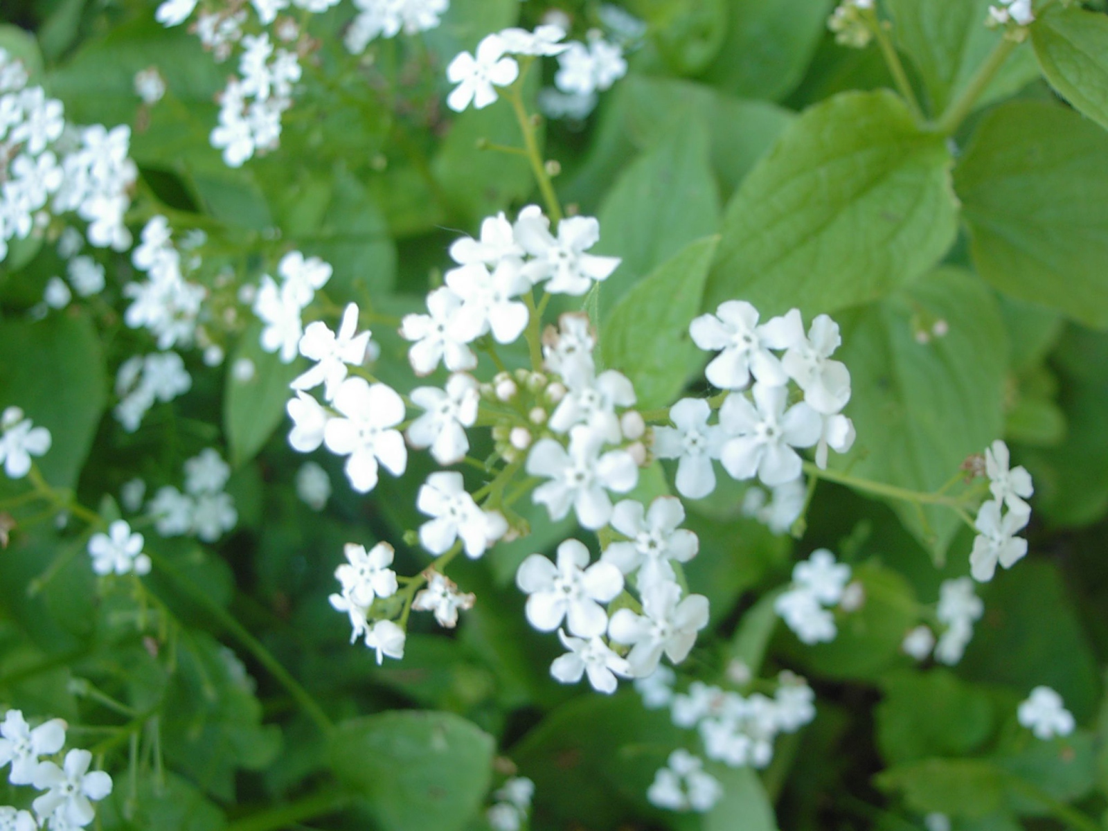 На солнце красивые цветы бруннера 