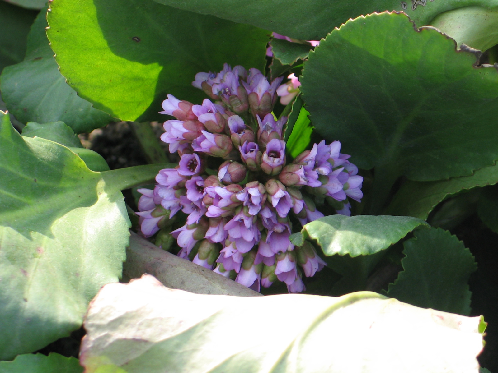 Красивые цветы бадан на солнце