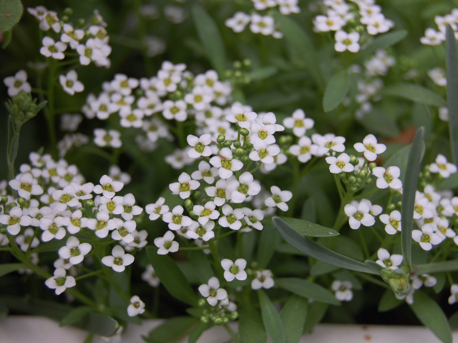 Красивые цветы алиссум на дачном участке