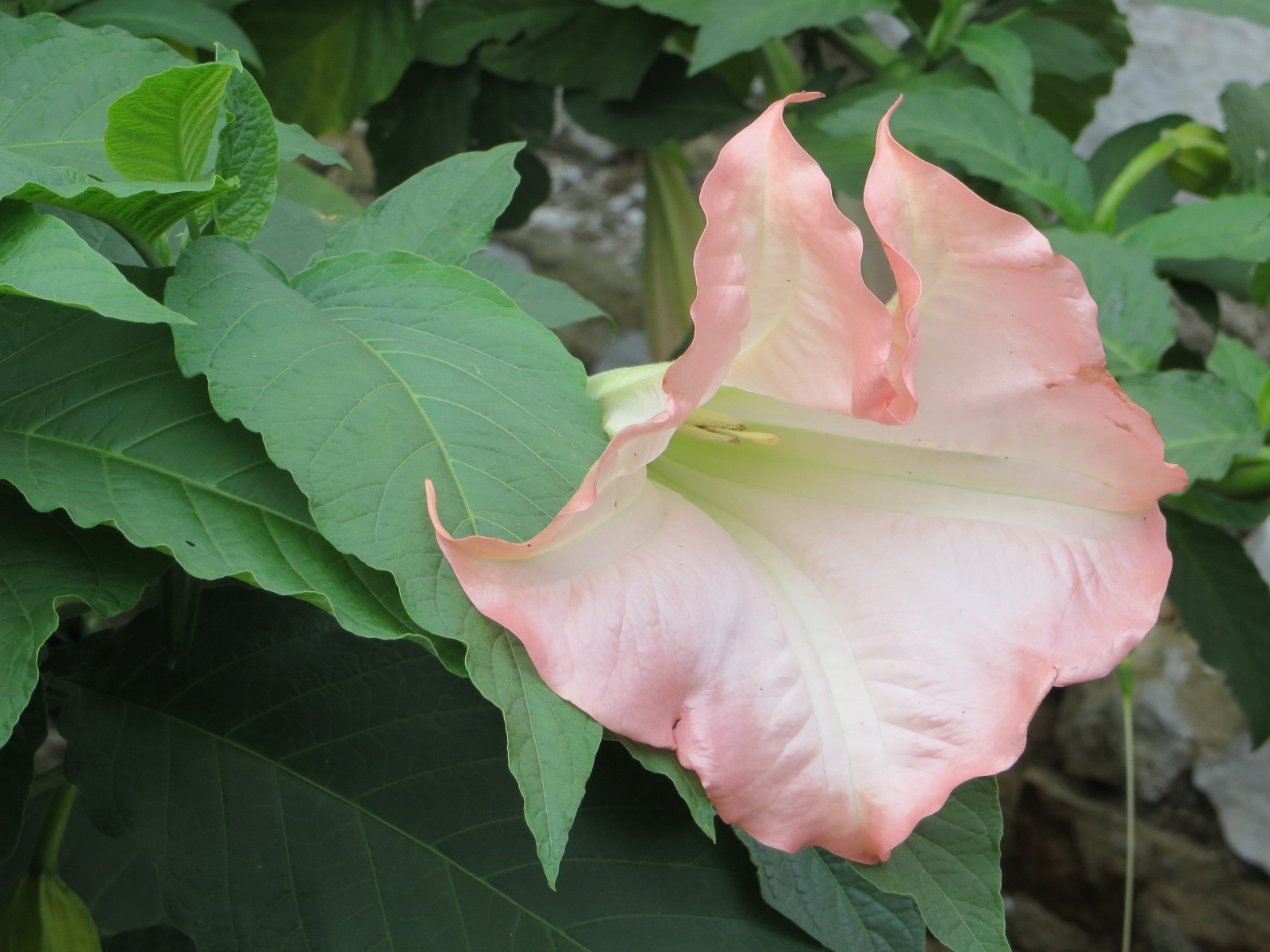 На поляне красивые цветы бругмансия