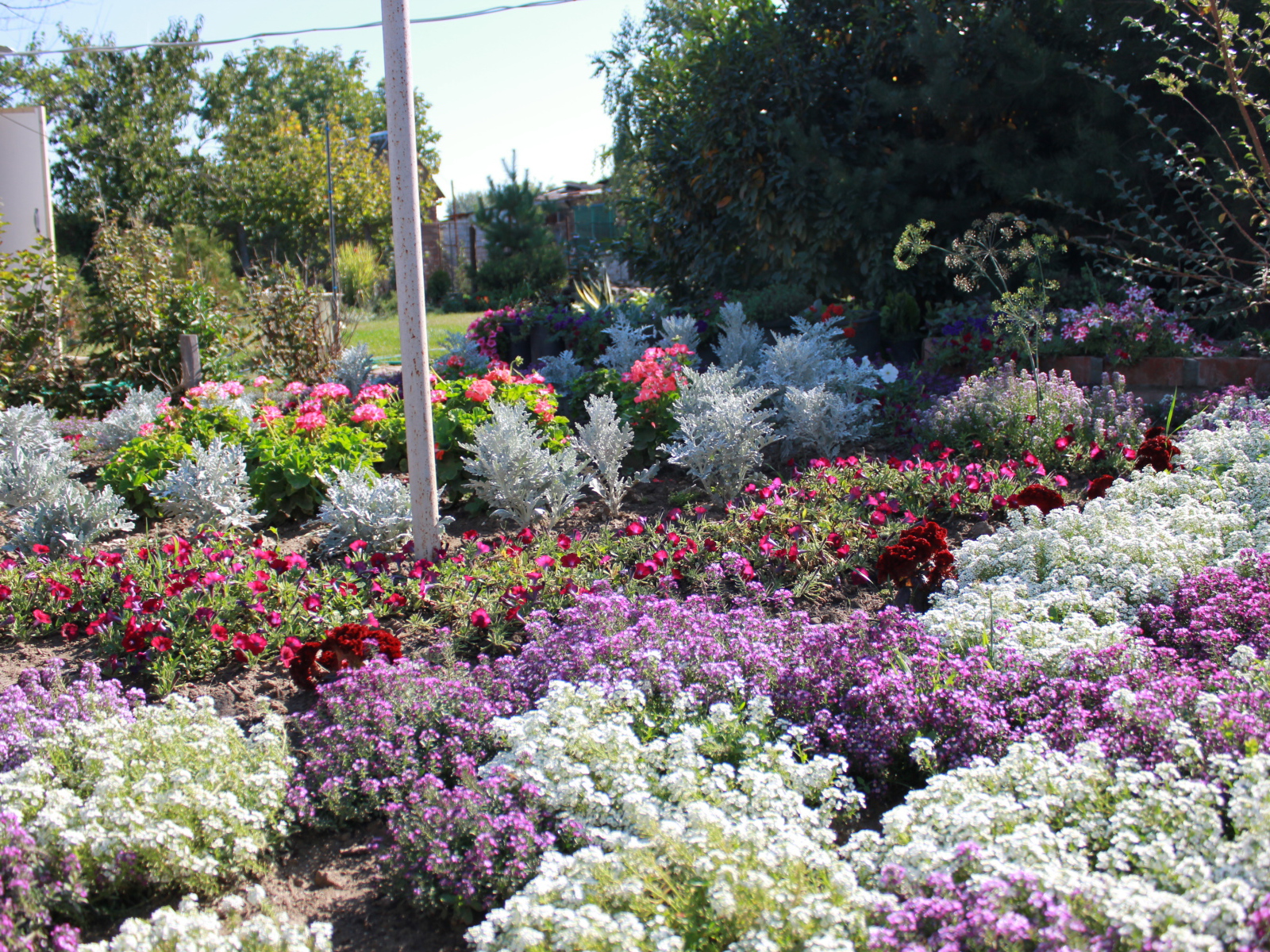 На поляне красивые цветы алиссум