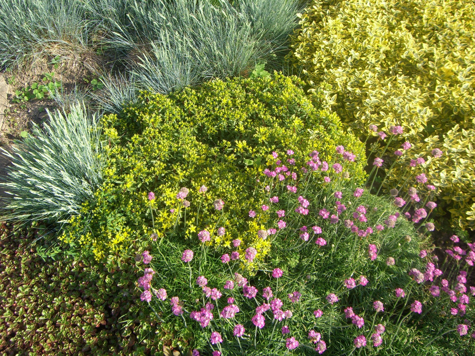 Красивые цветы армерия на поляне