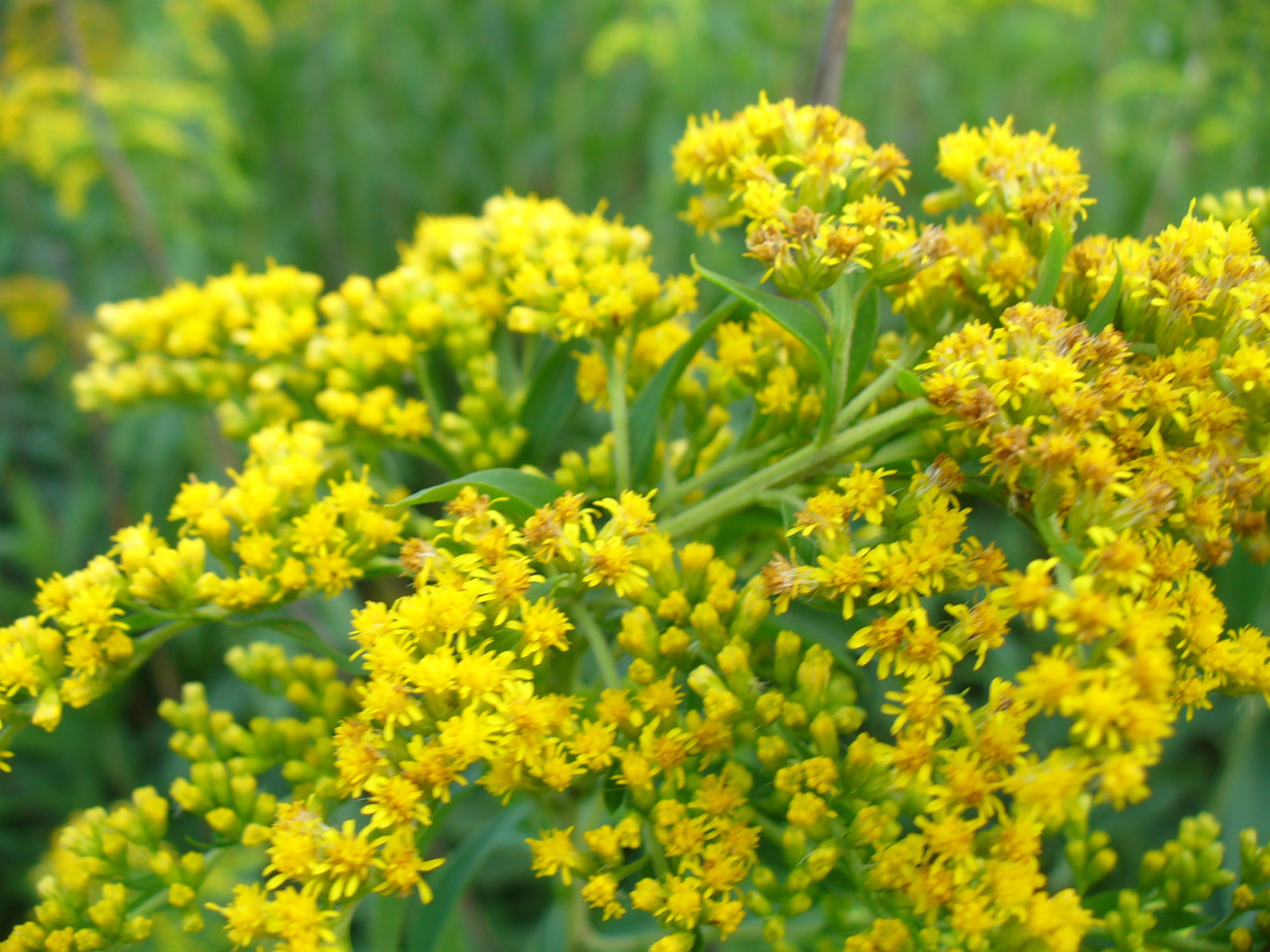 На поляне красивые цветы венидиум