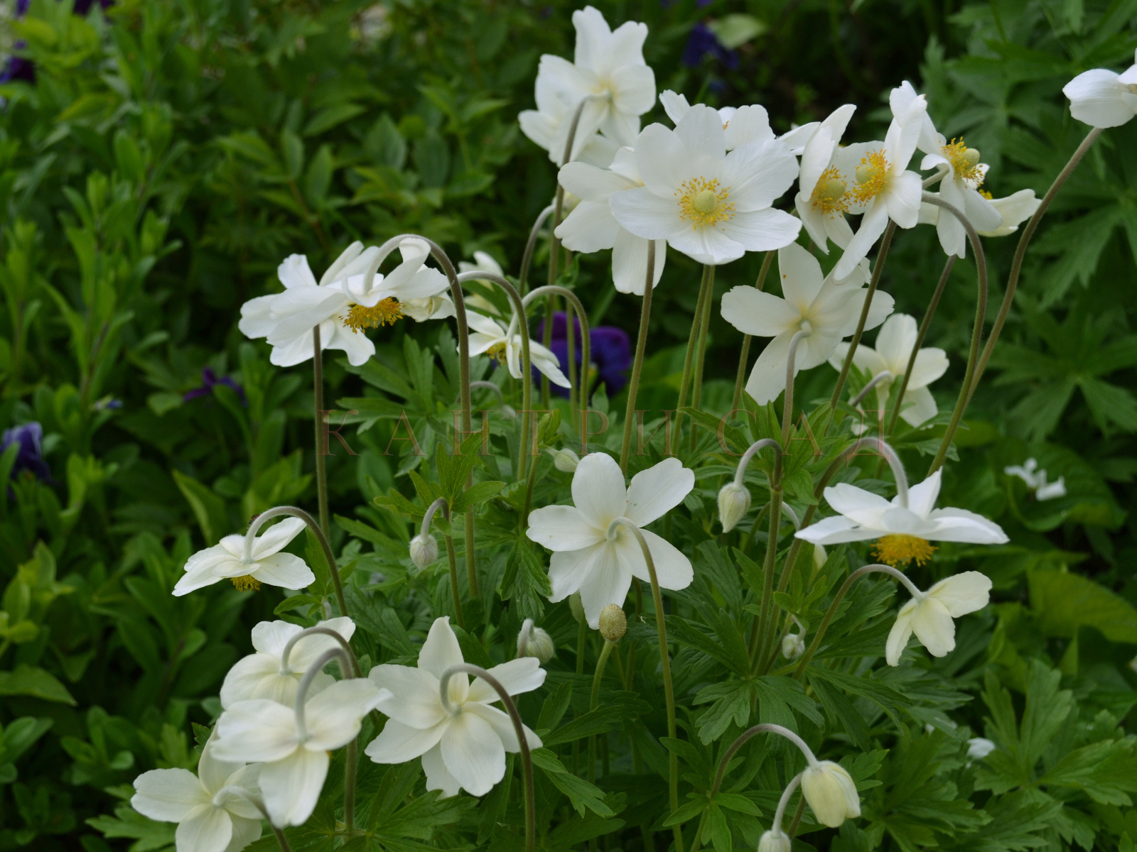 Красивые цветы анемона на поляне