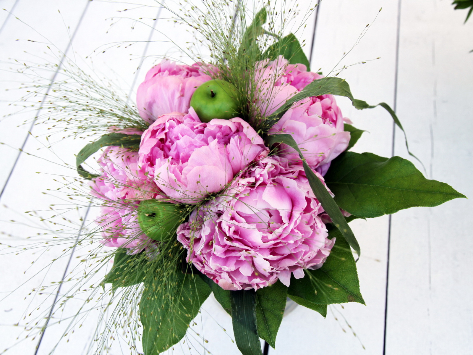 Красивые цветы пионы