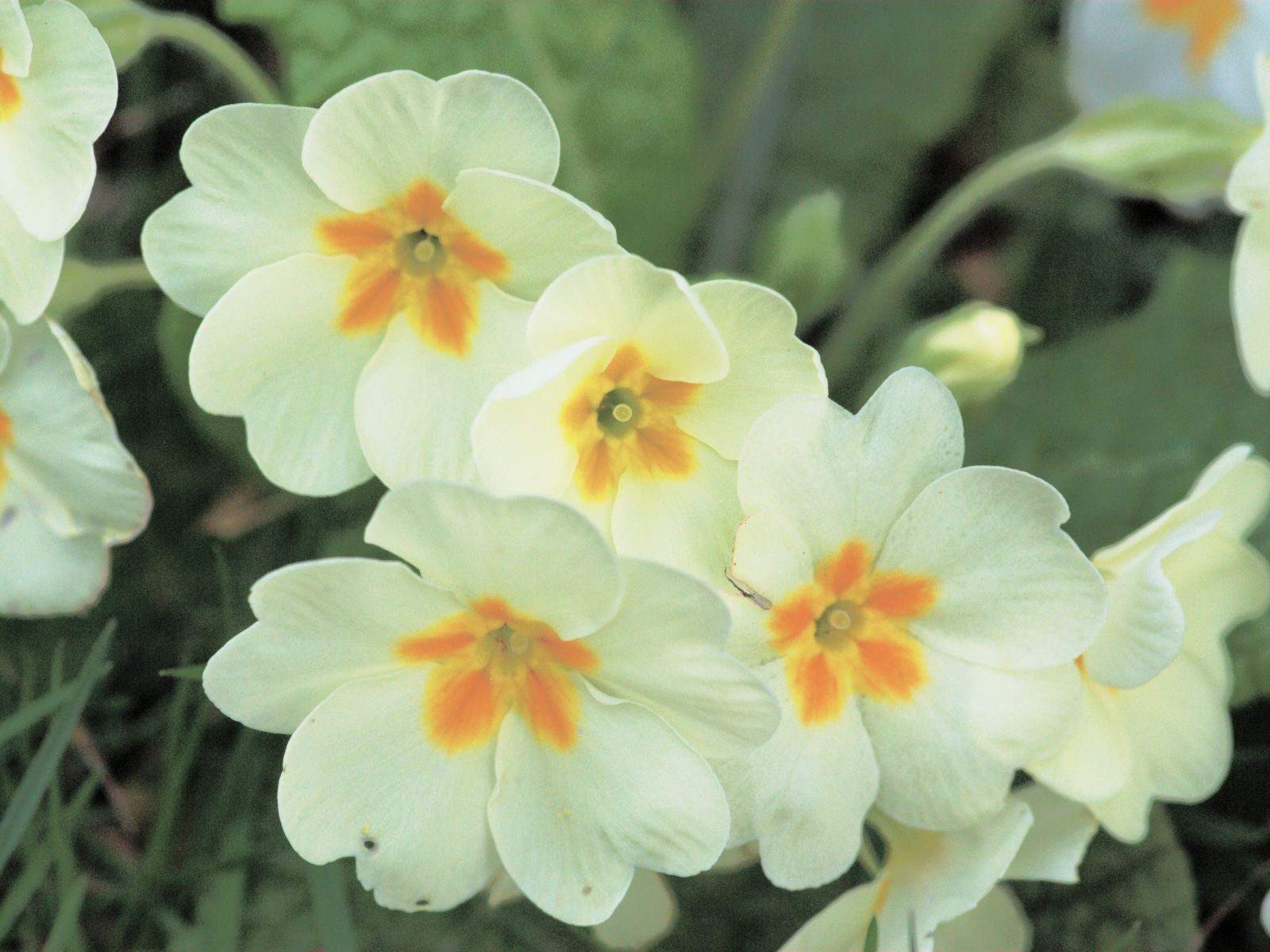 Красивые цветы растения резуха