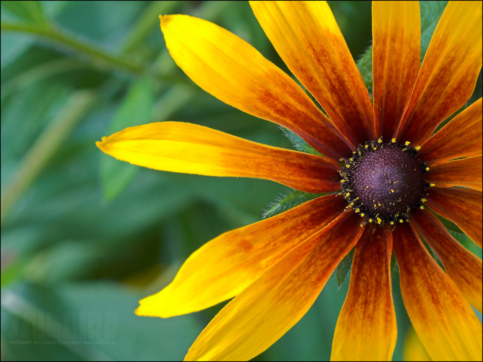 Красивые цветы рудбекия