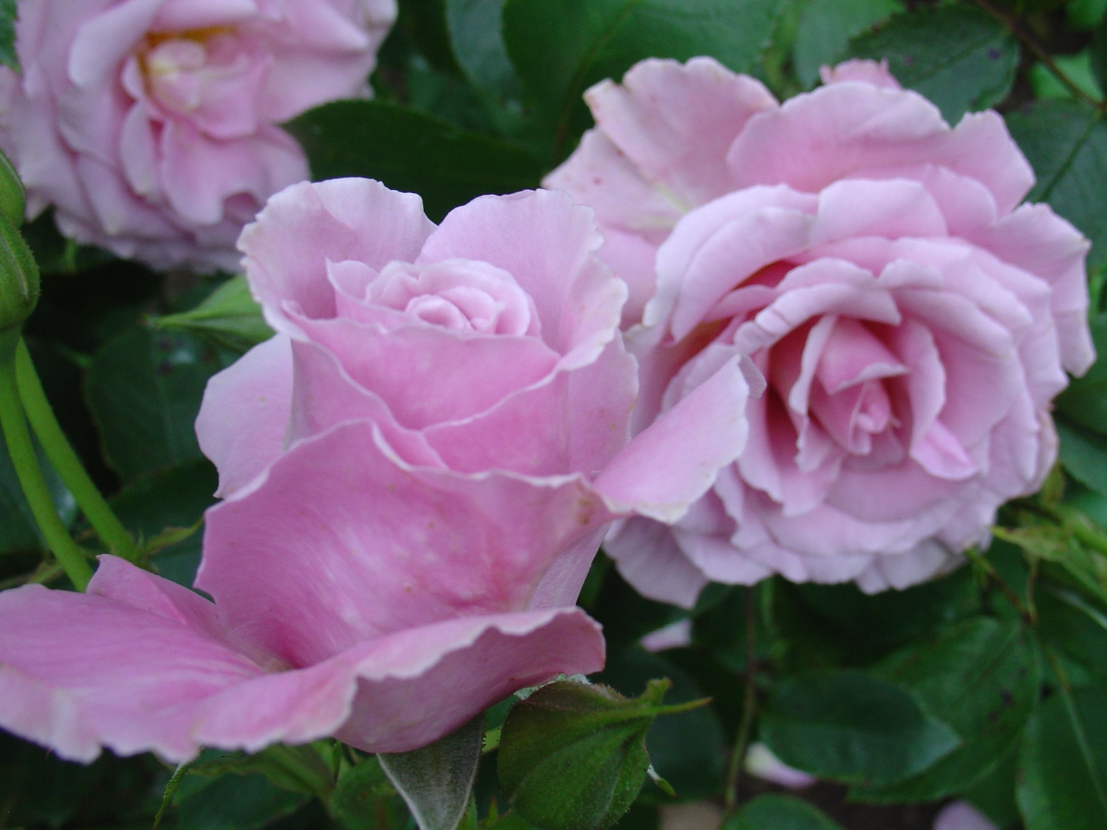 Красивые цветы кустарниковые розы на поляне