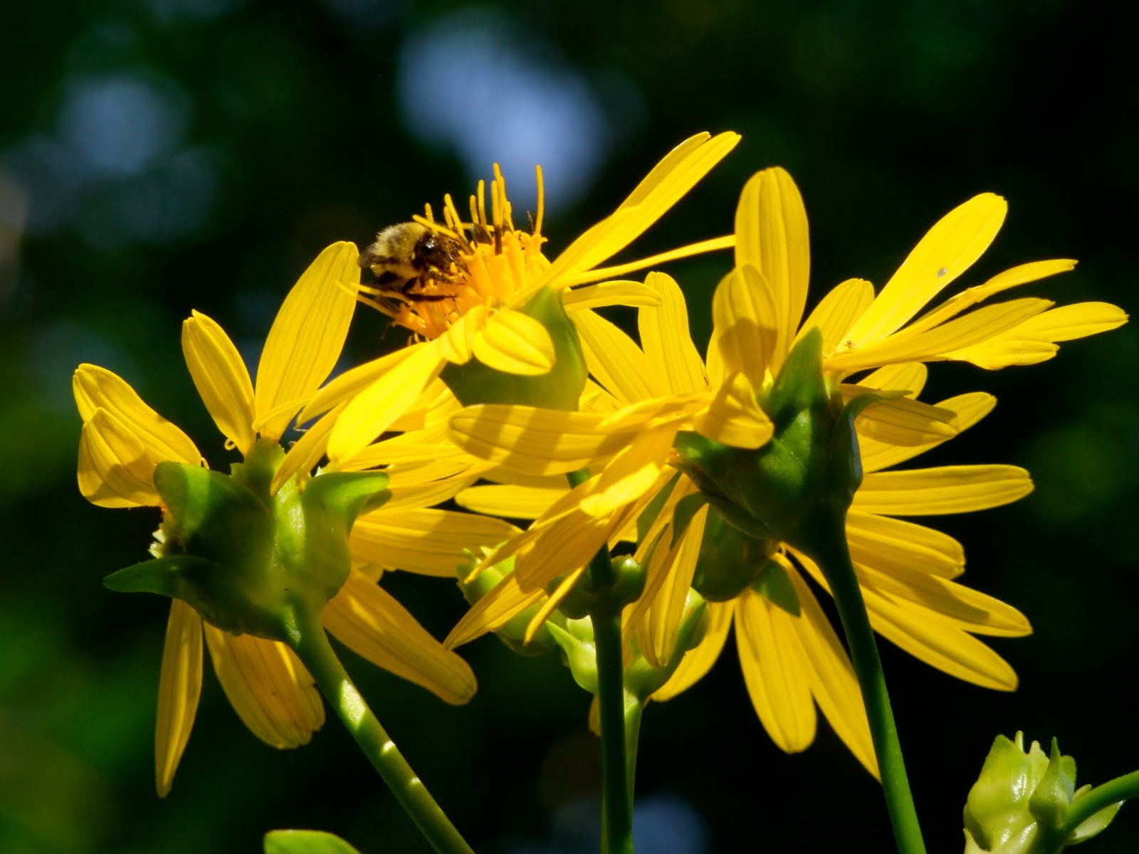 Красивые цветы венидиум (астровые) в саду