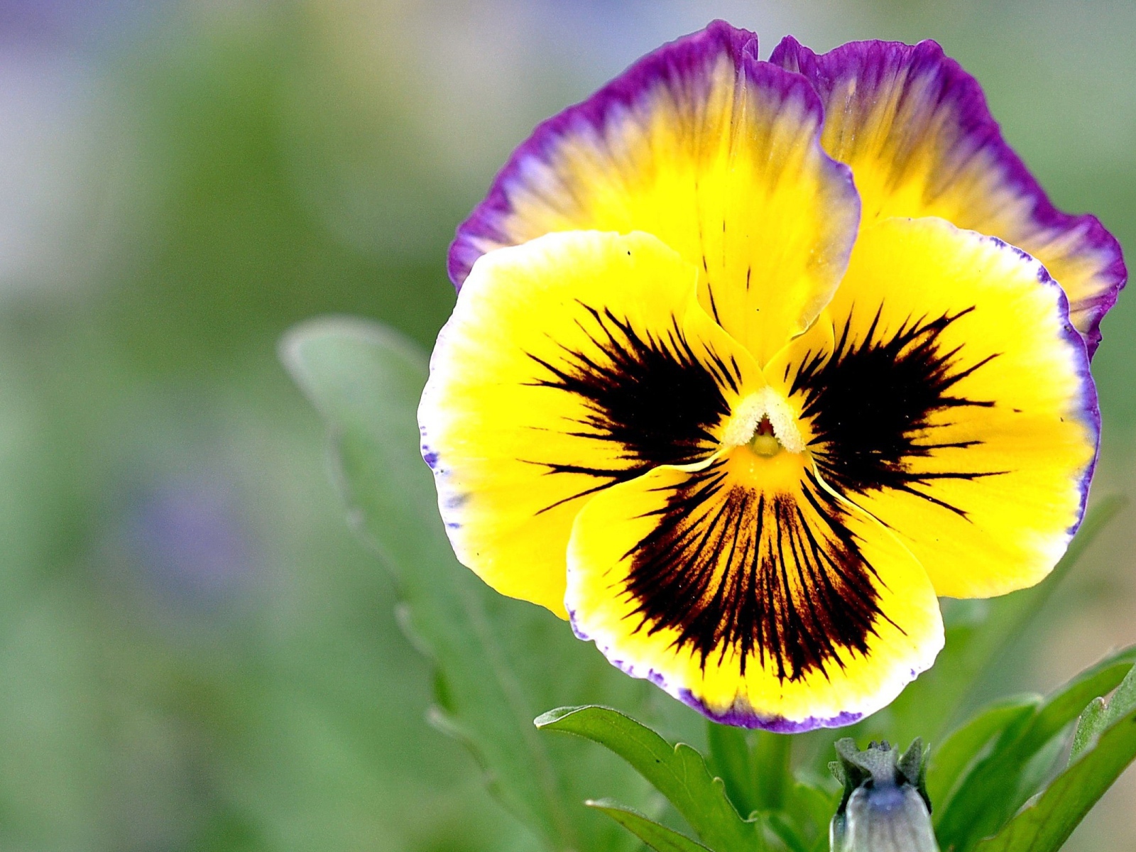 Красивые цветы виола (фиалка,анютины глазки)  на поляне