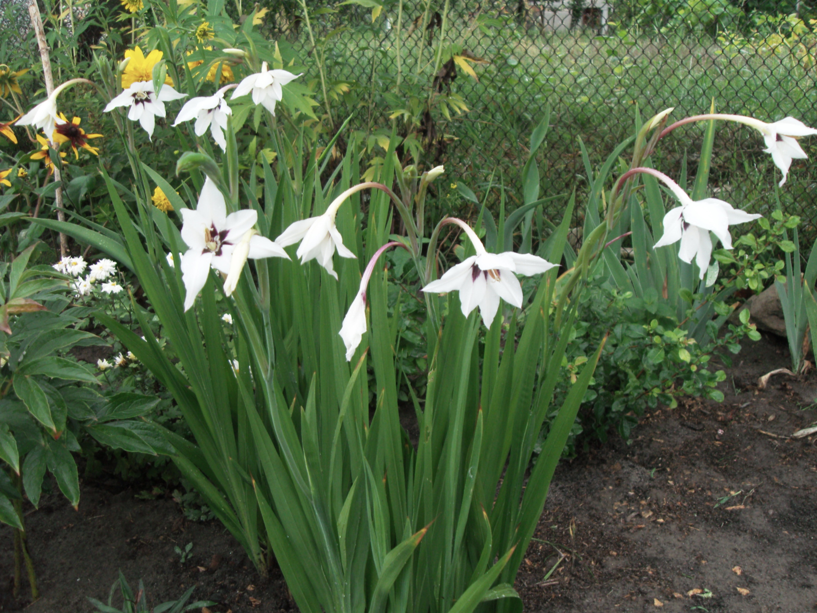 Красивая ацидантера в саду