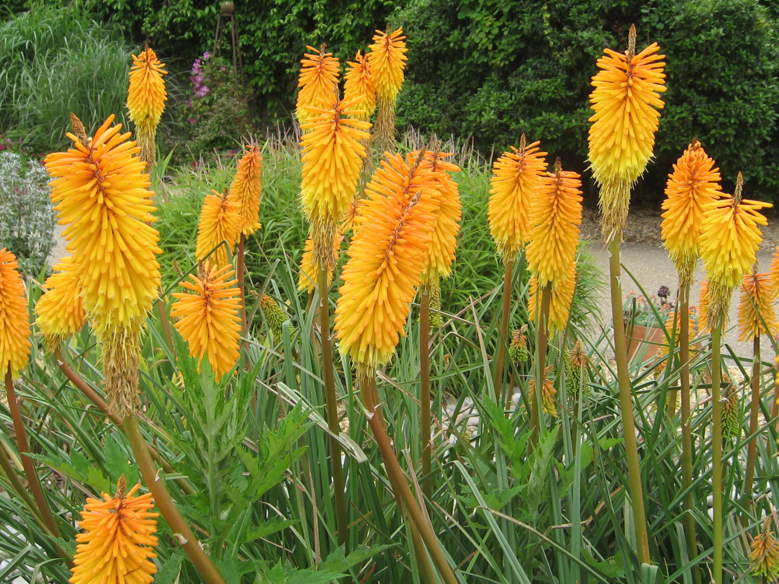 Красивая кникофия в саду