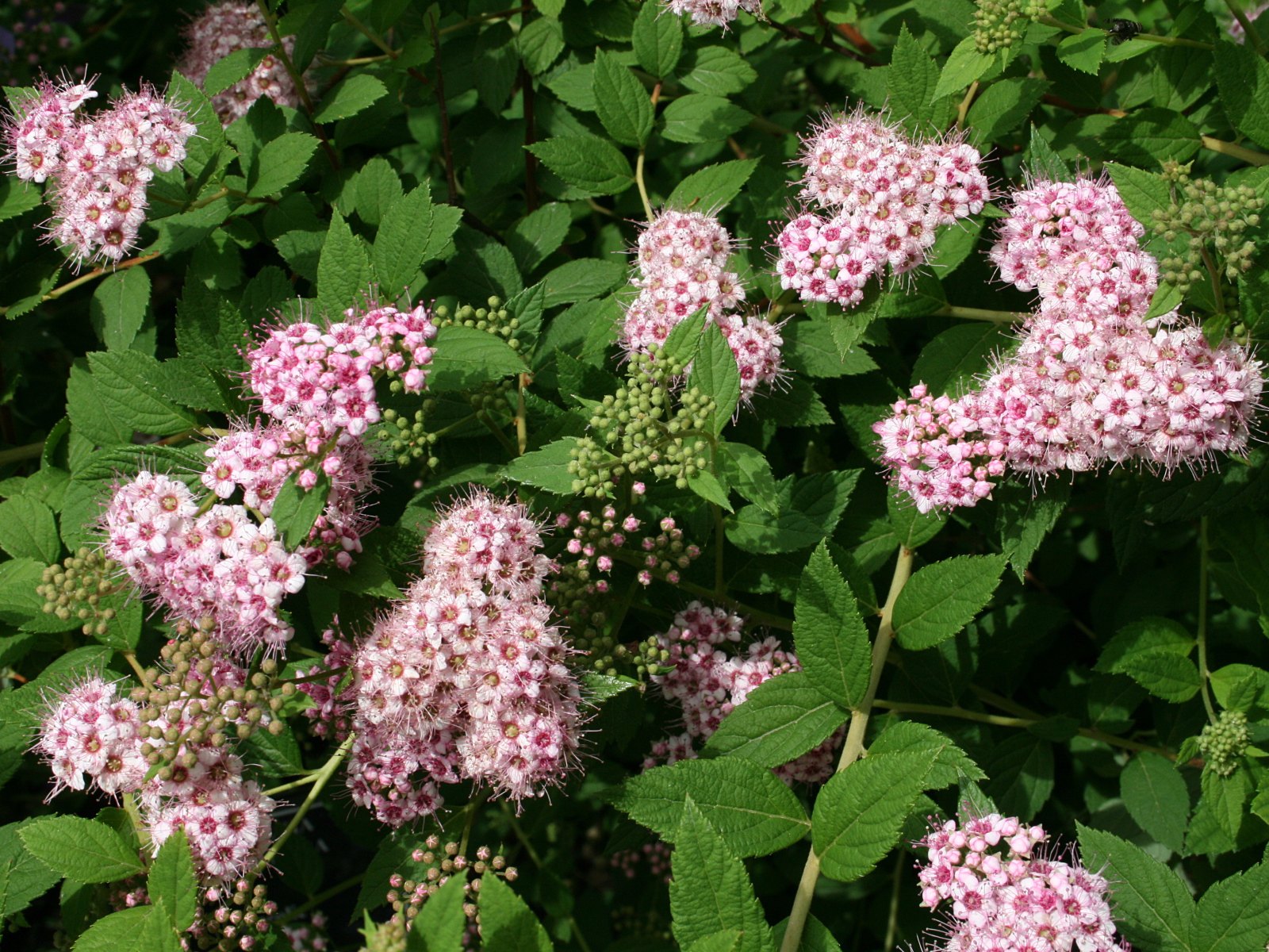 Красивая спирея в саду