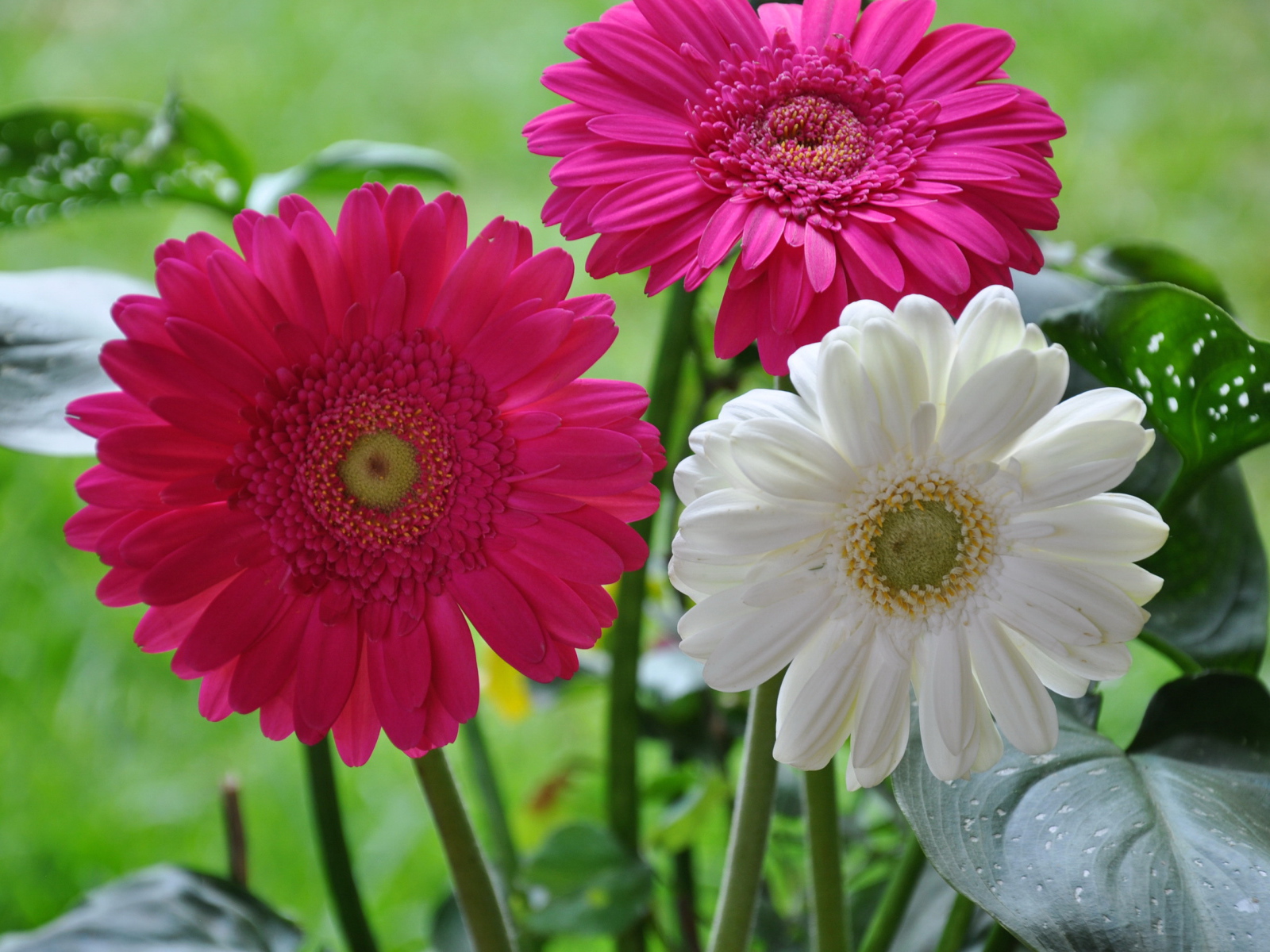 Красивая гербера на дачном участке