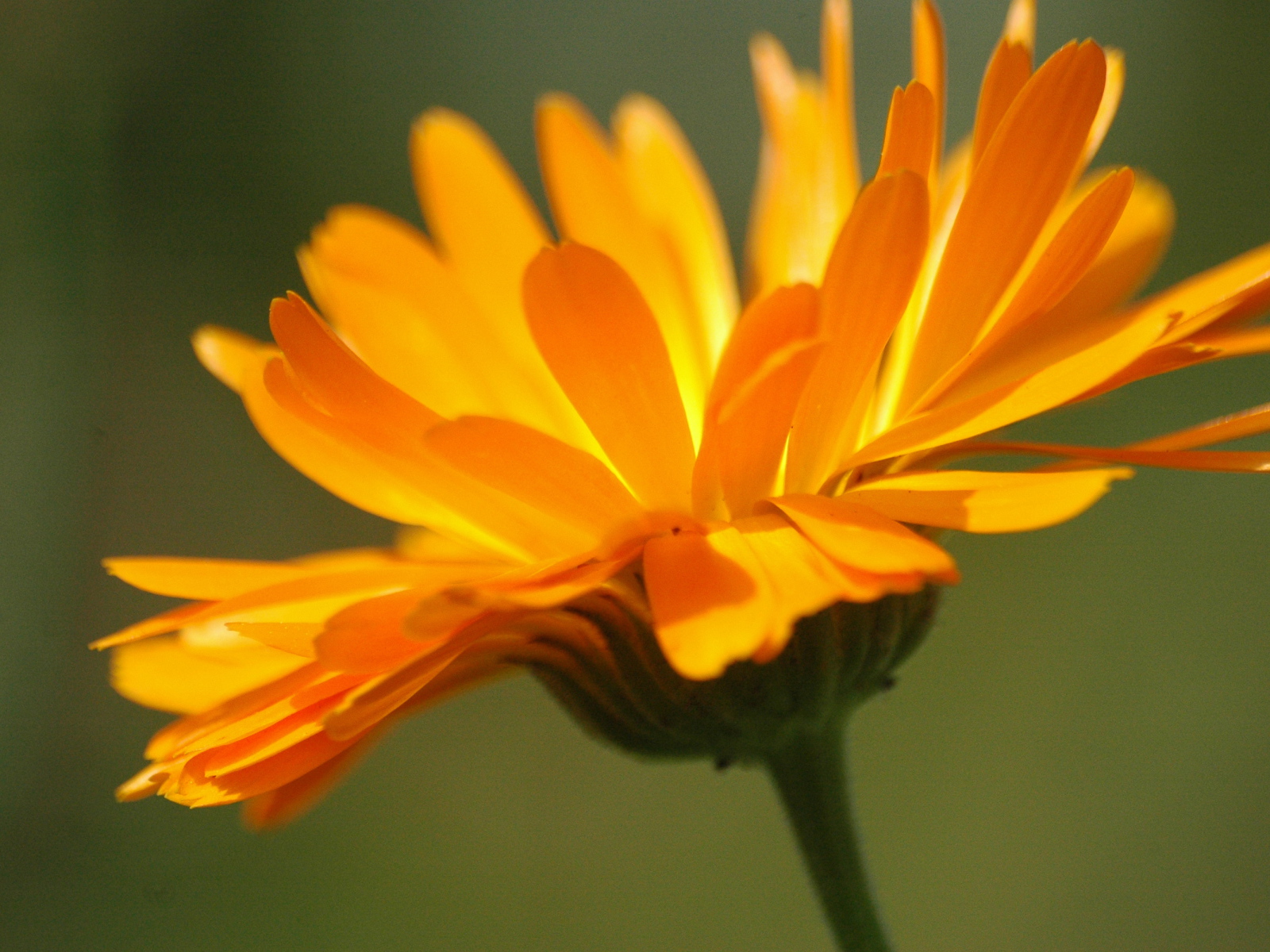 Красивая календула лечебная на дачном участке