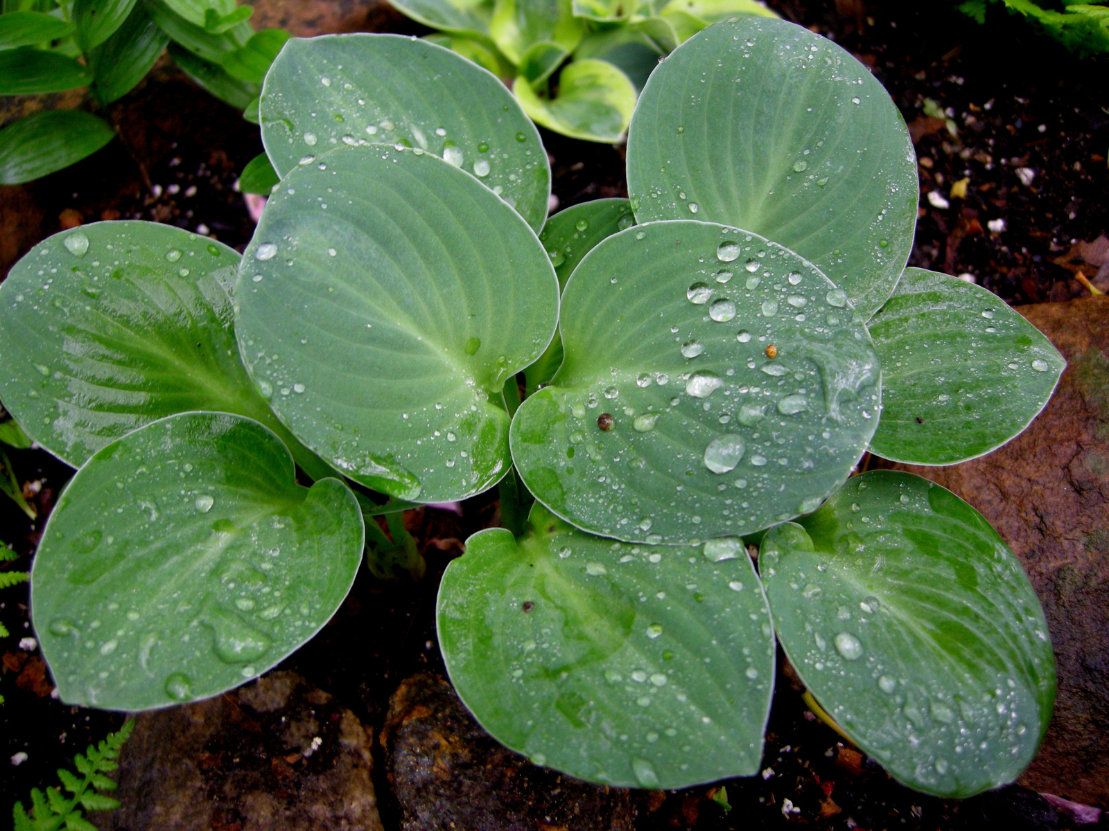 Красивая хоста на дачном участке