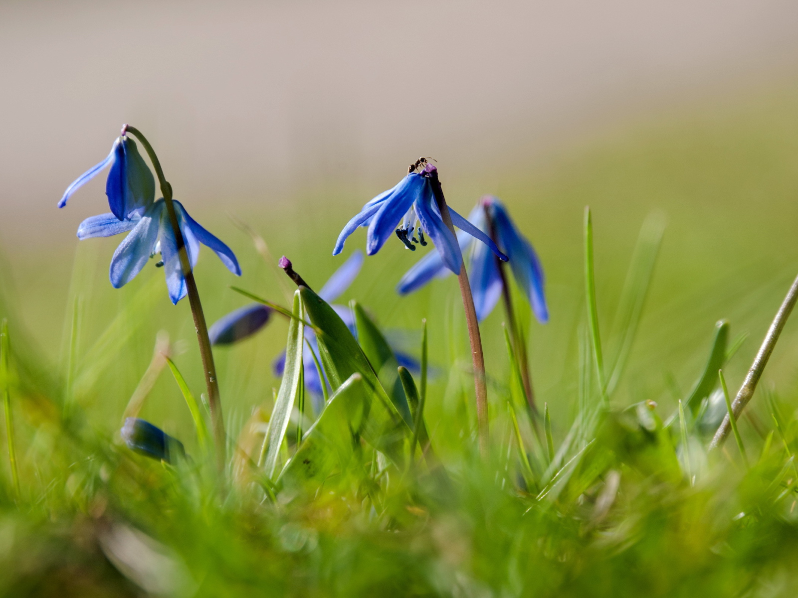 Прекрасные цветы гиацинт на лесной поляне