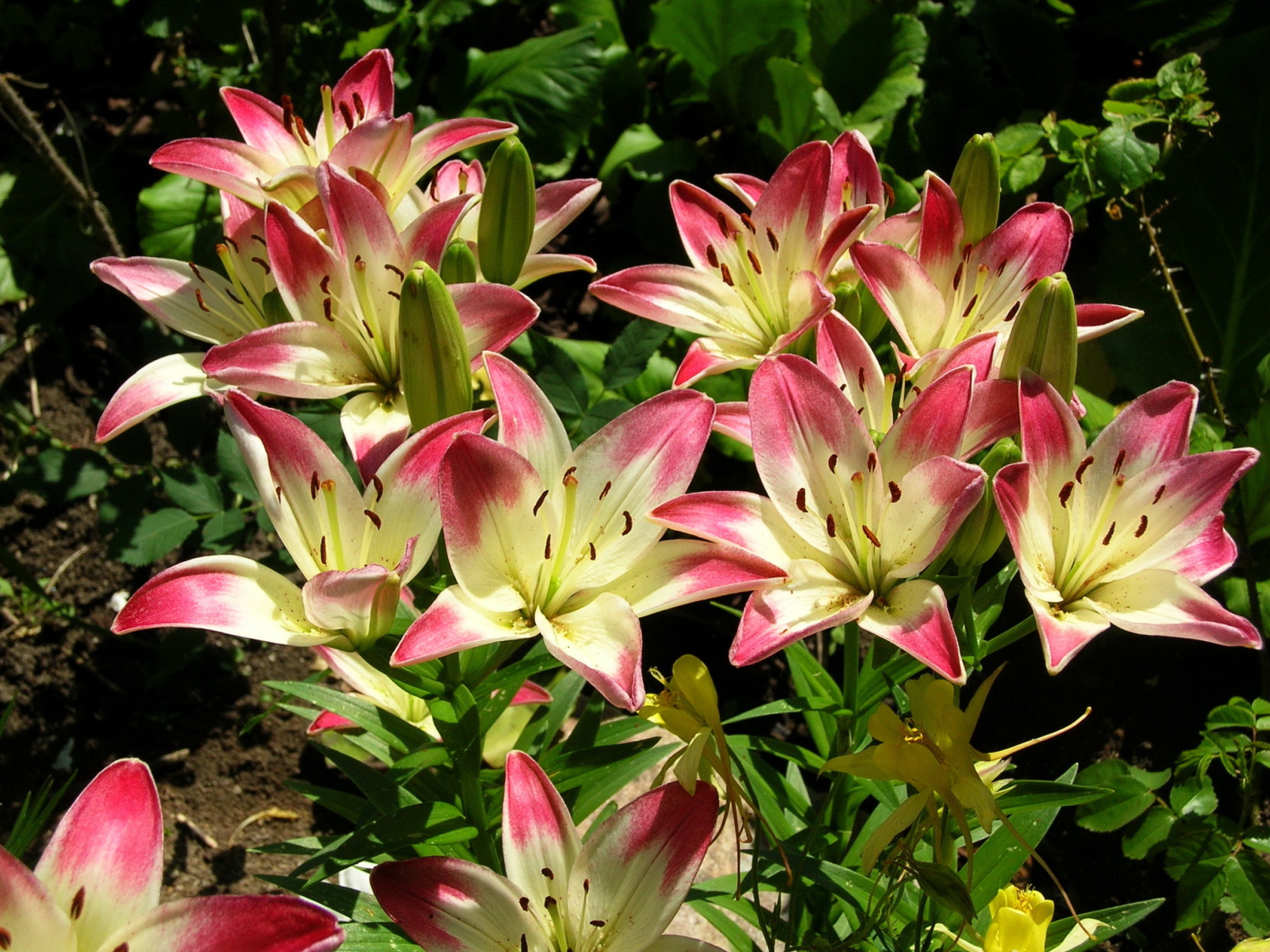 Красивая лилия в саду