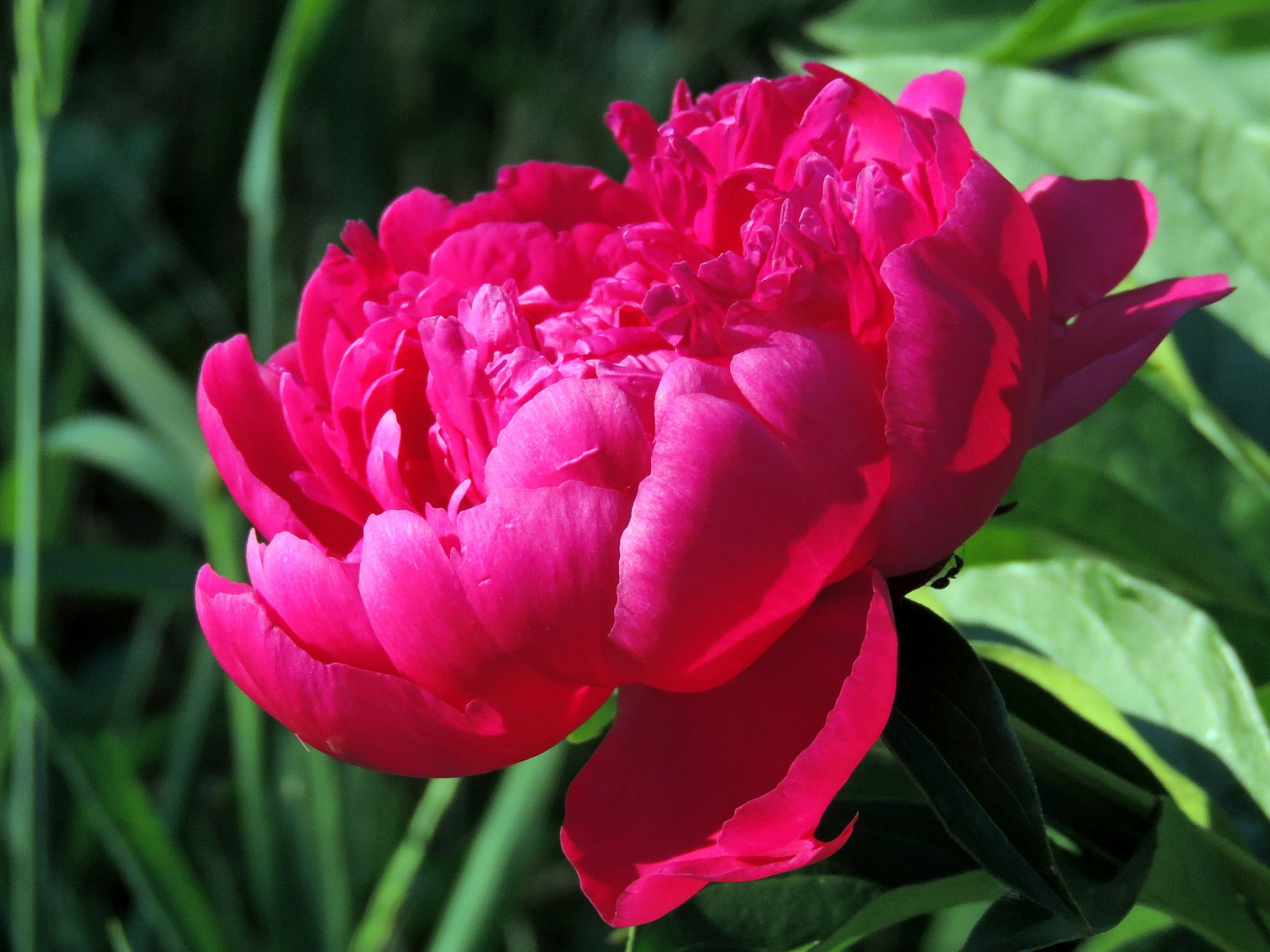 Красивый цветок пион под солнцем