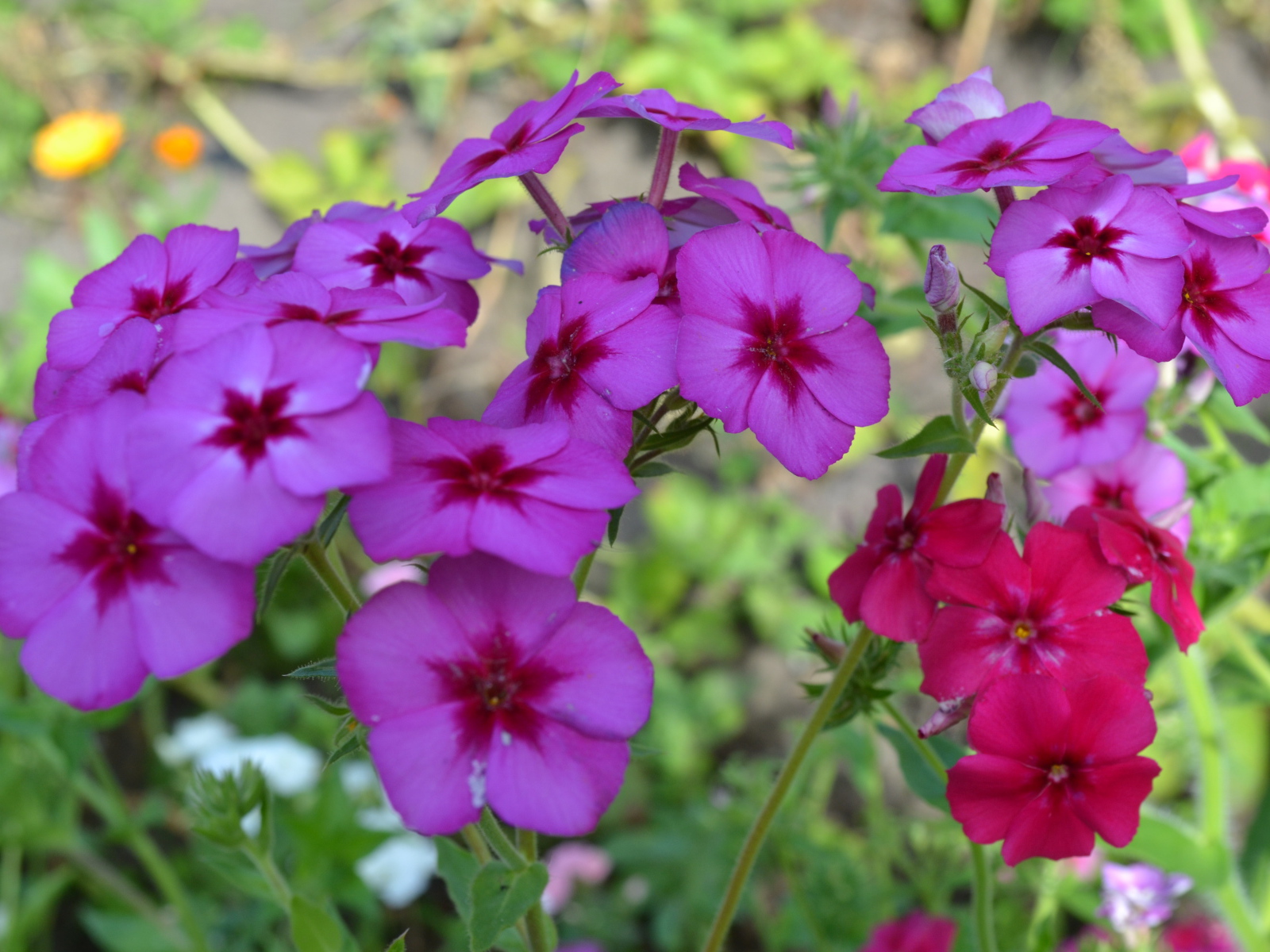 Красивые цветы флоксы в лесу