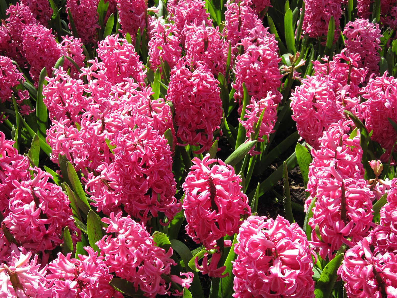 Красивые розовые гиацинты на поляне