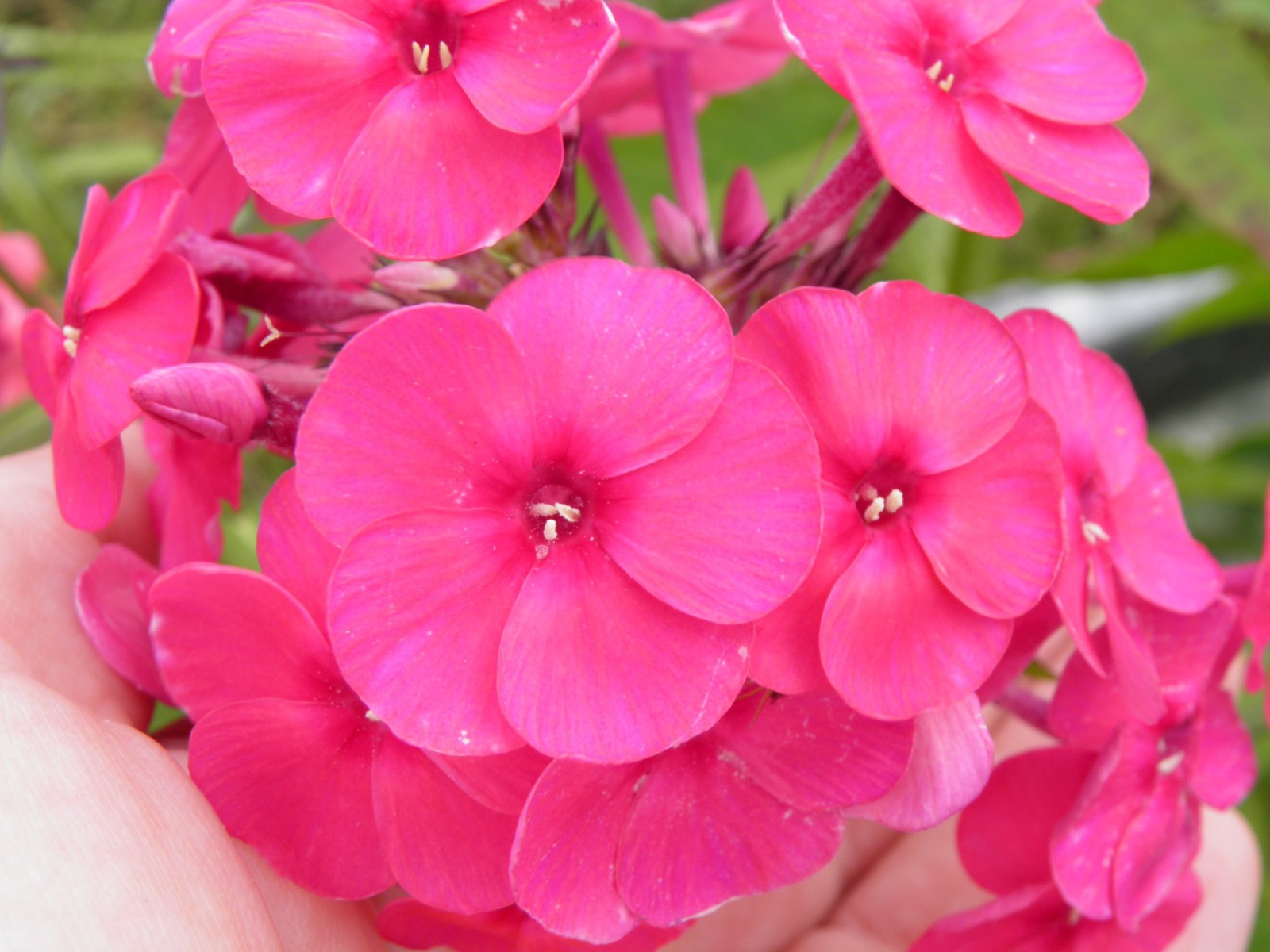 Красивые розовые флоксы на поляне