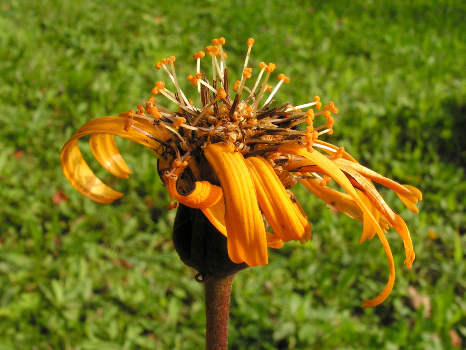 Красивое растение бузульник на поляне