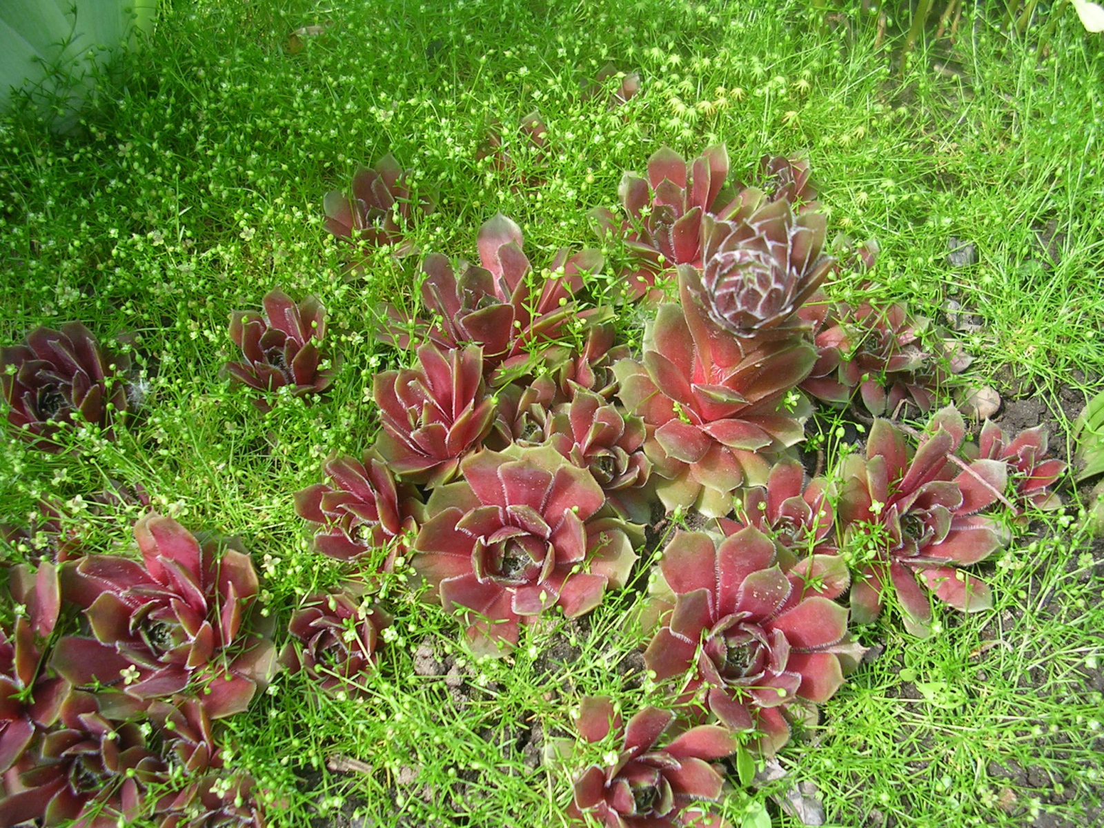 Красивое растение молодило в парке