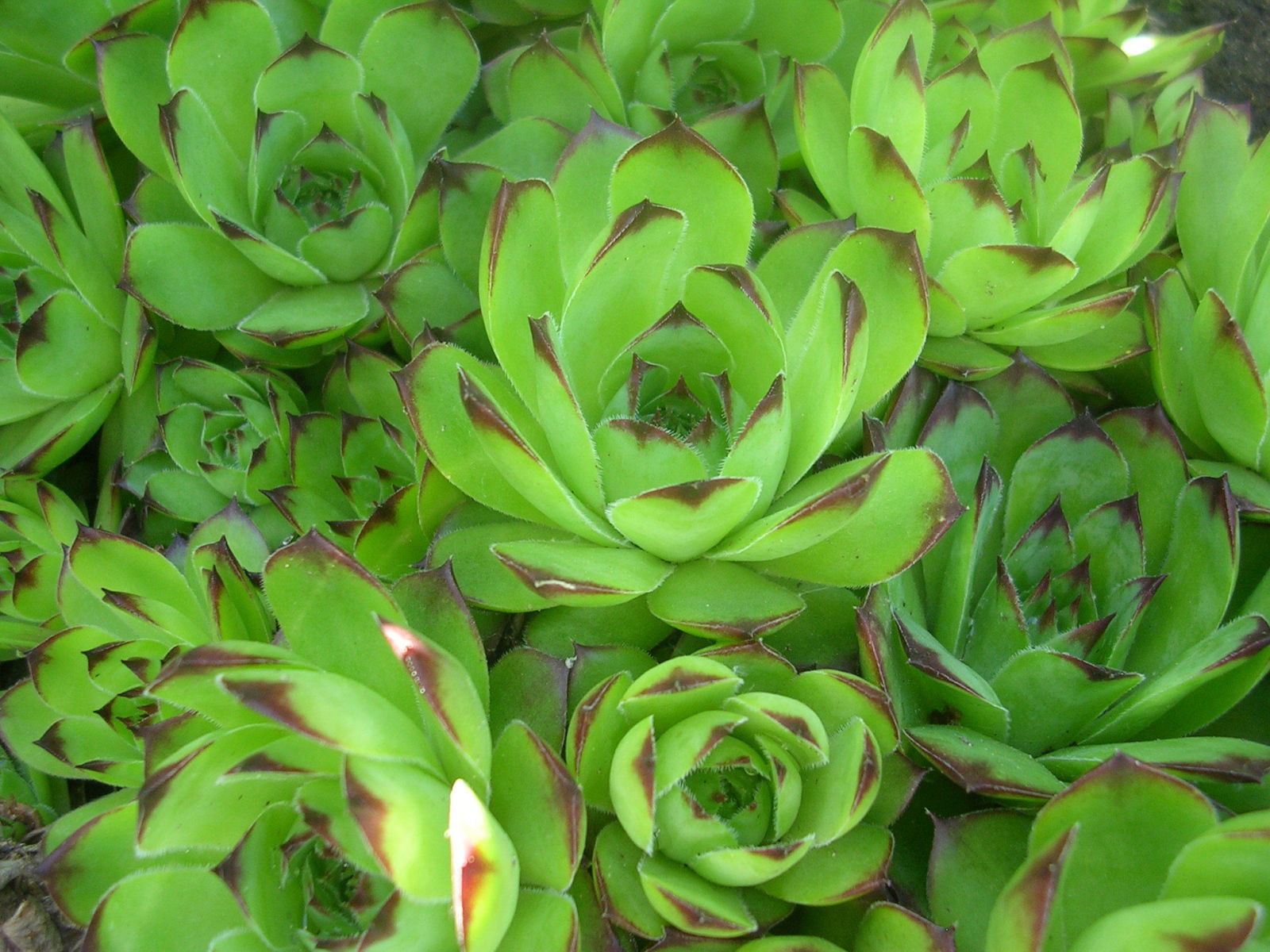 Красивое растение молодило в лесу