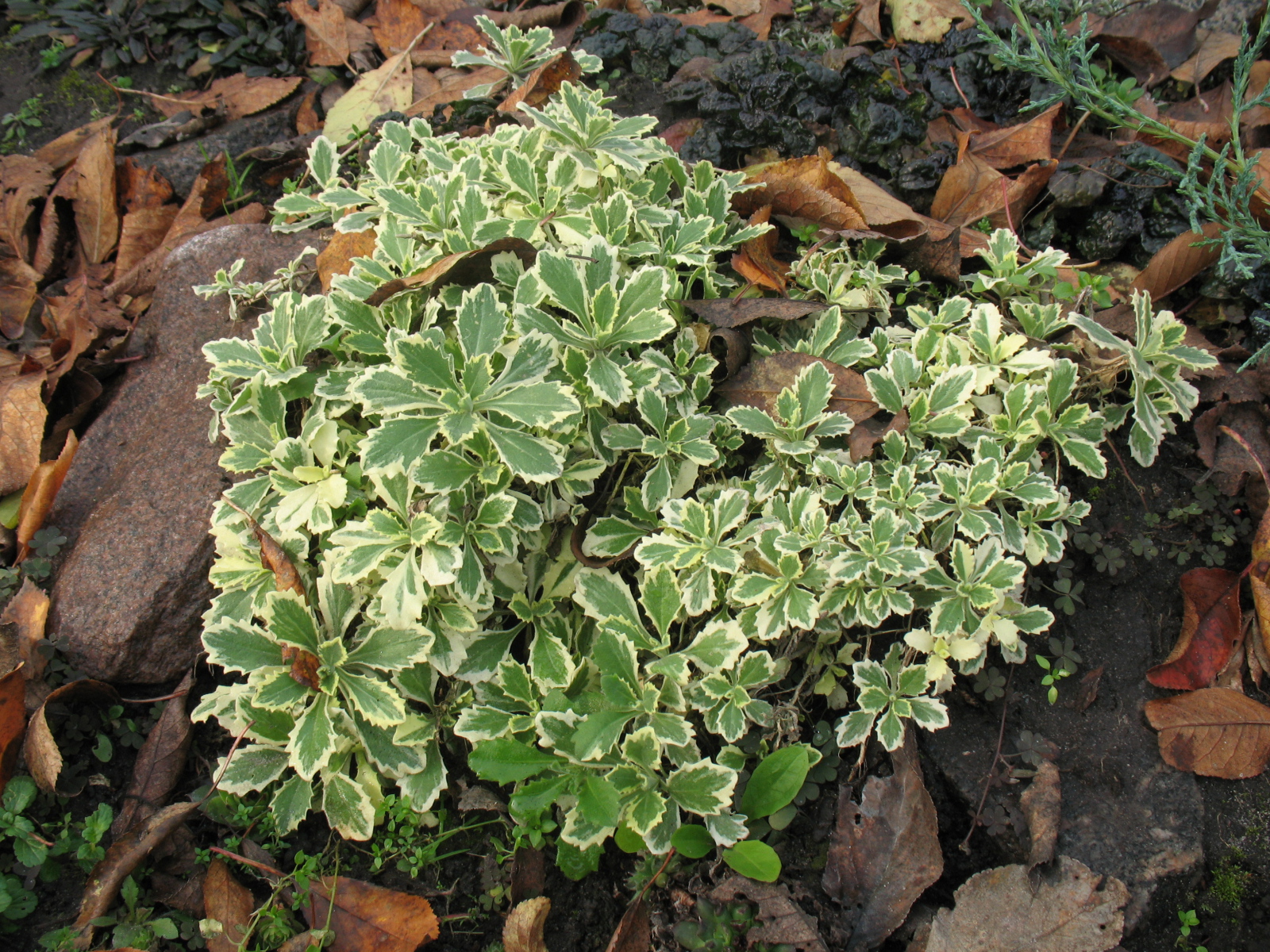 Красивое растение резуха