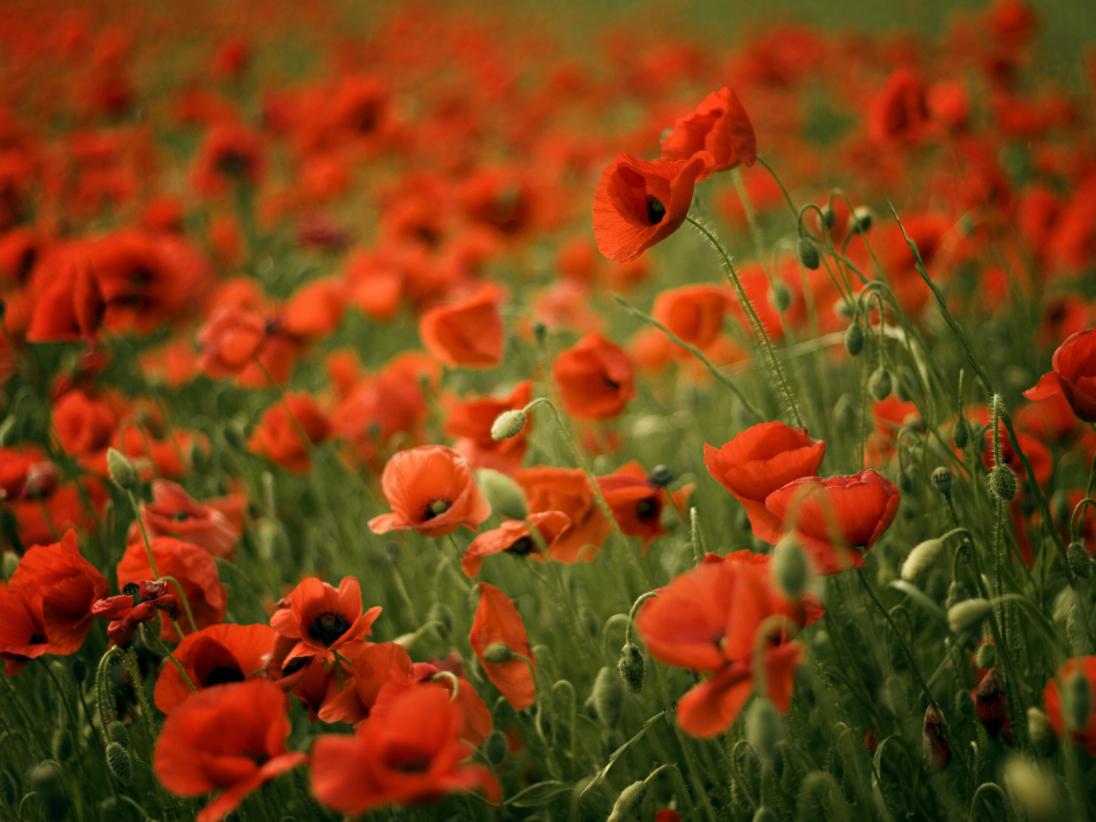 Красивый мак в весеннем поле