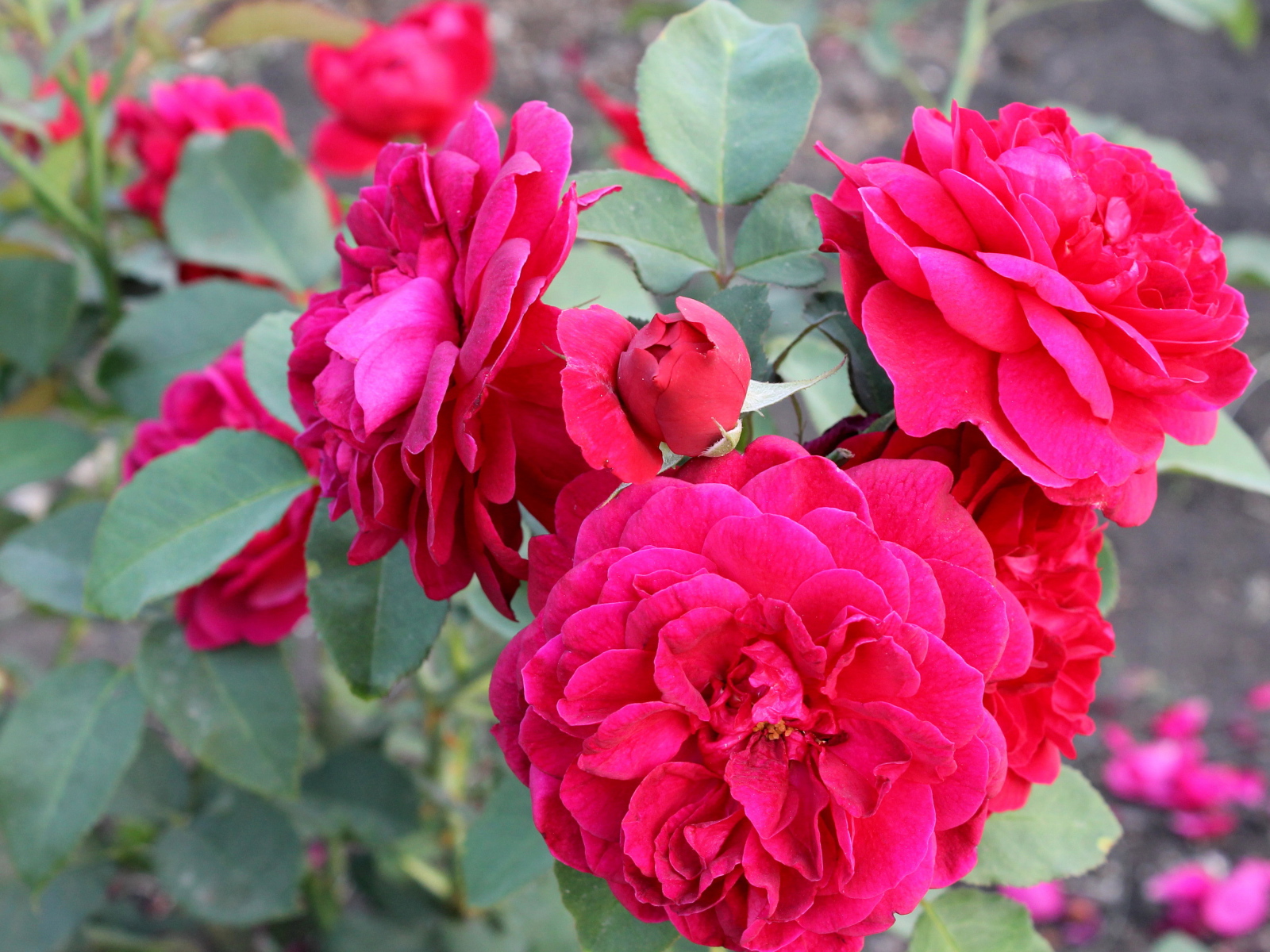 Красивая роза кустарниковая в саду