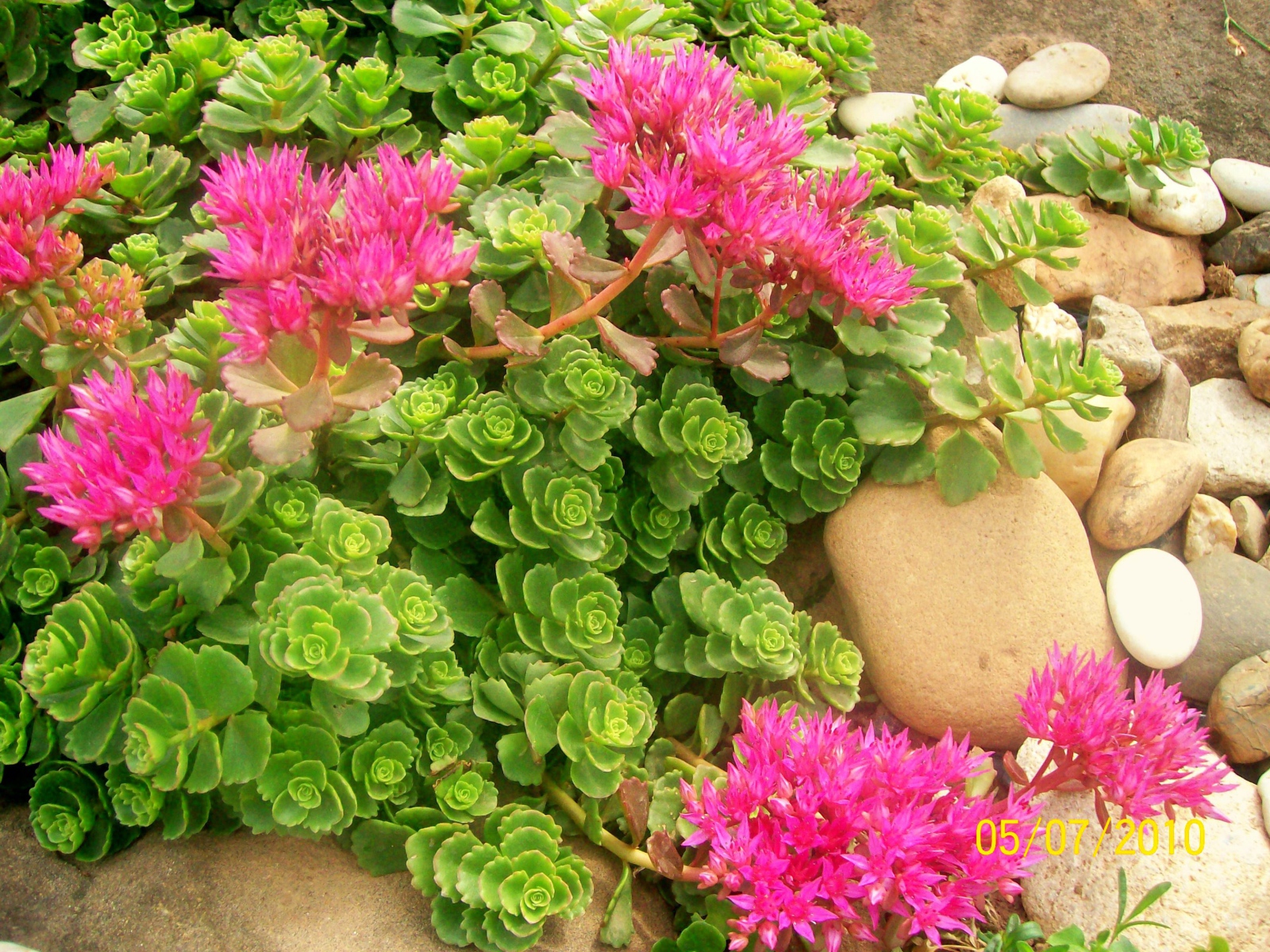 Красивая армерия в саду