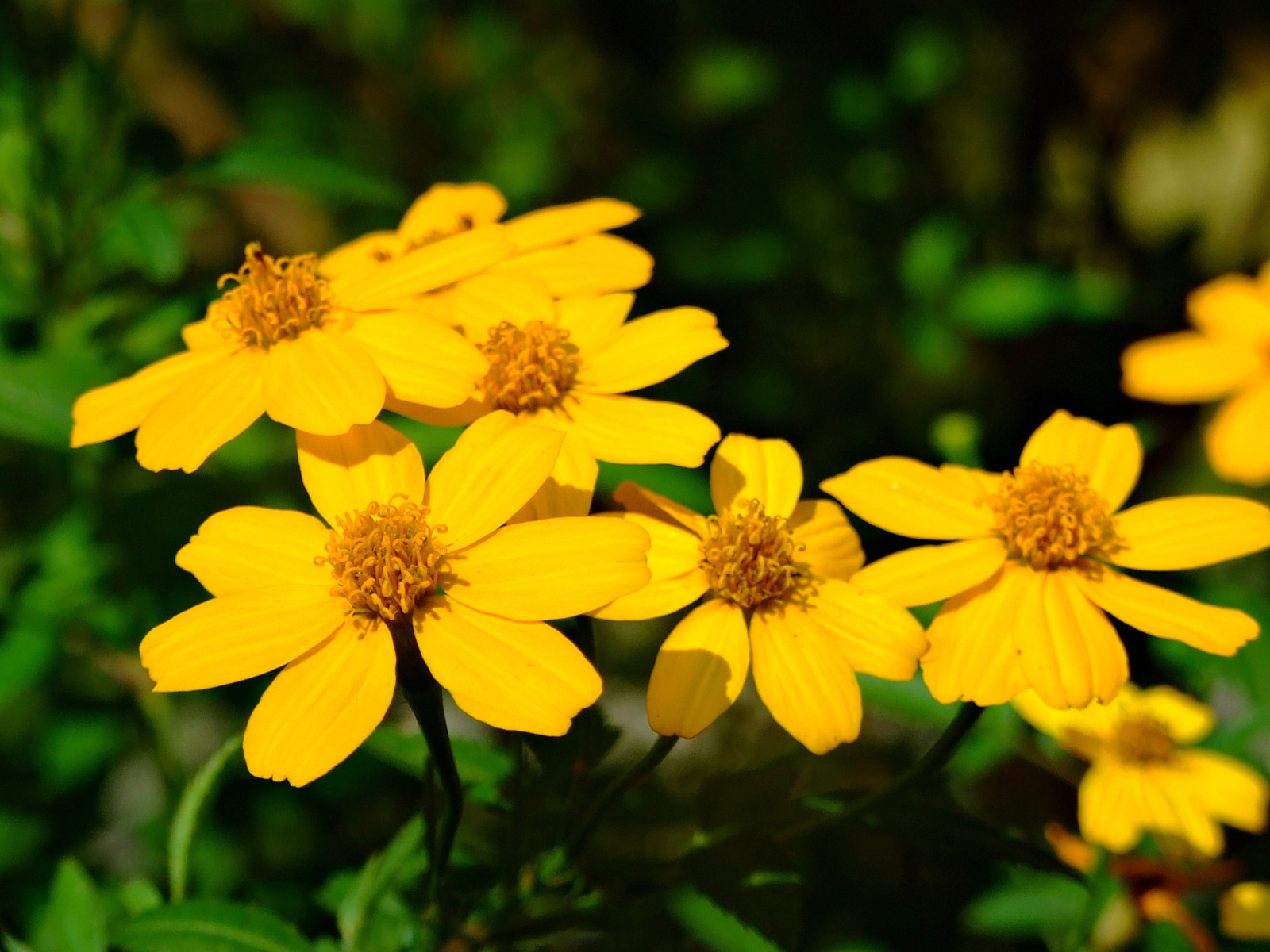 Красивая венидиум (астровые) на дачном участке