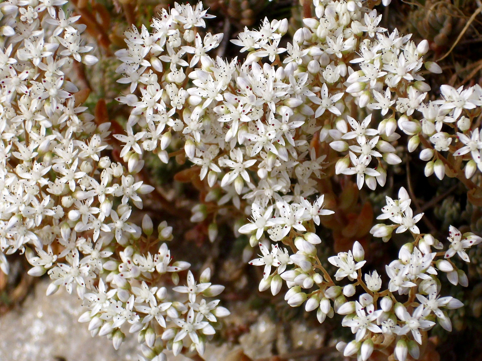 Красивые белые цветы резухи