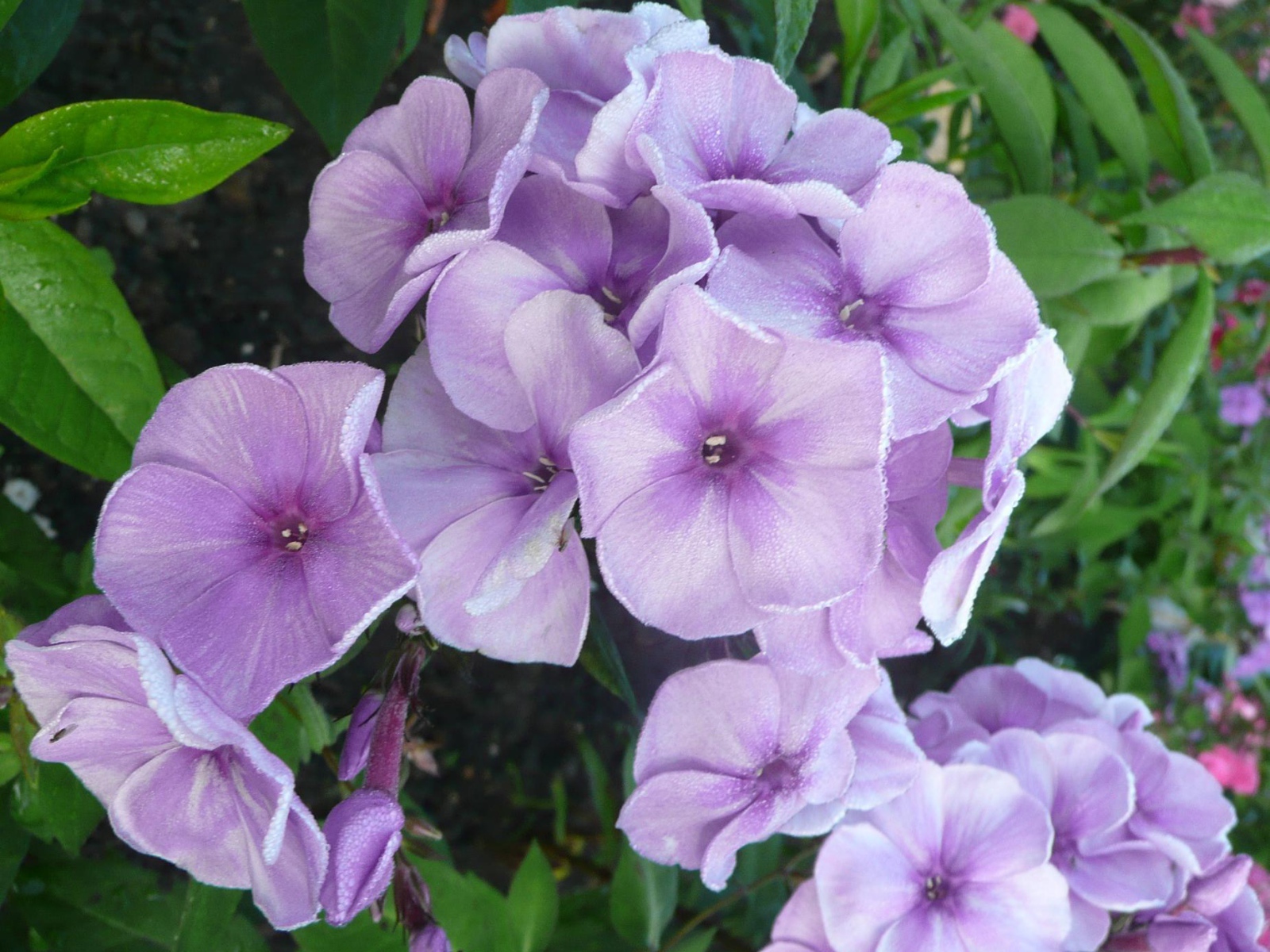 За домом красивые цветы флокс