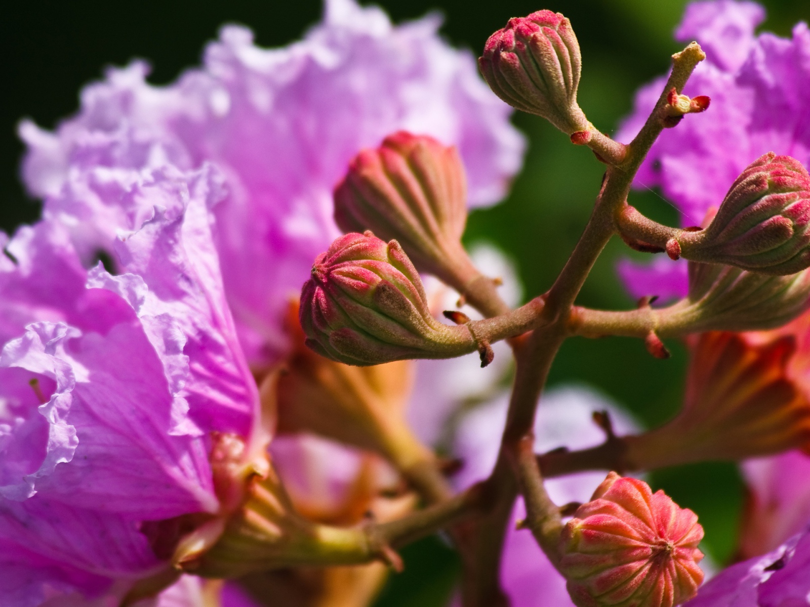 Рождение цветка