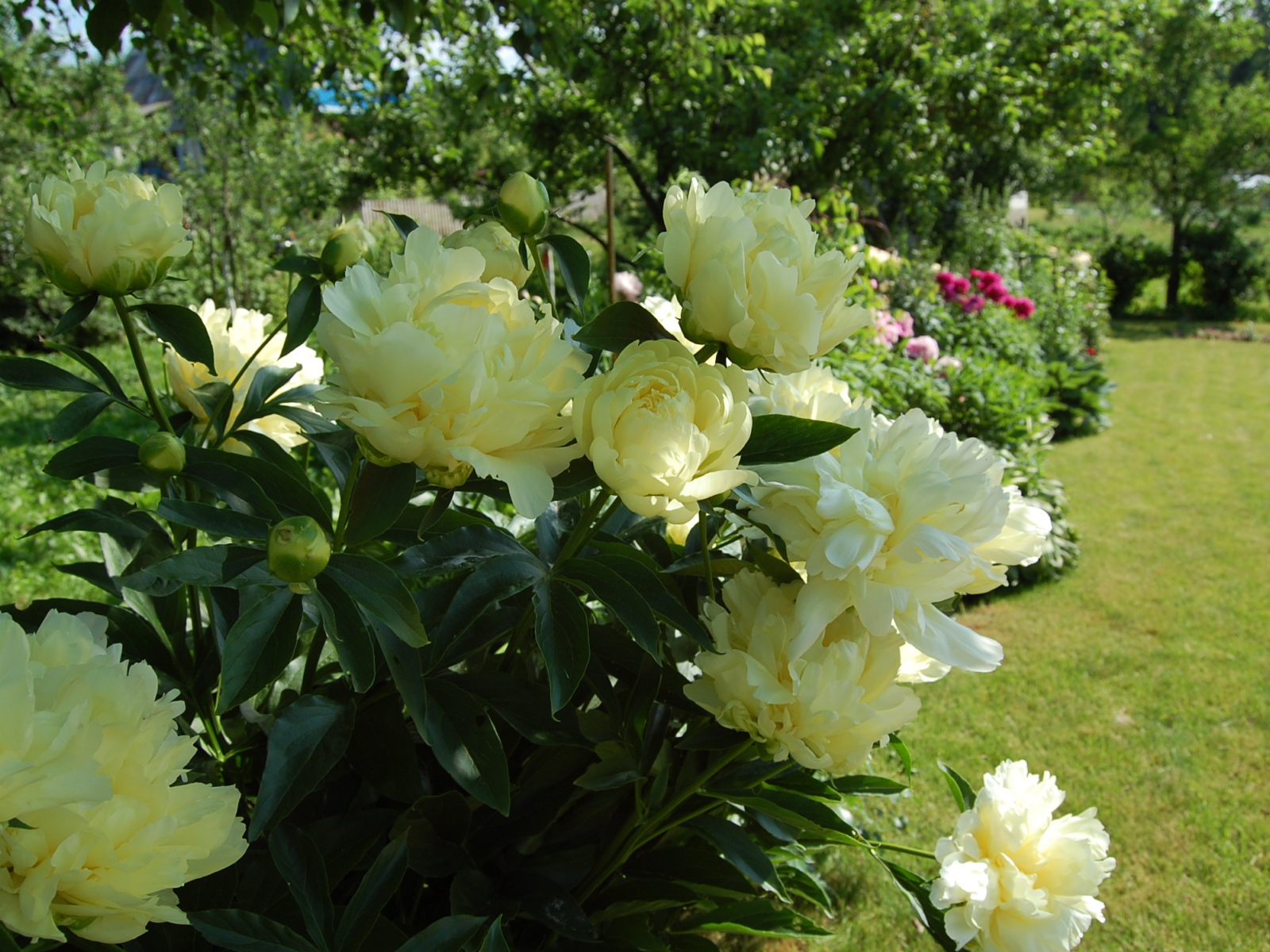 Расцвели красивые цветы пионы