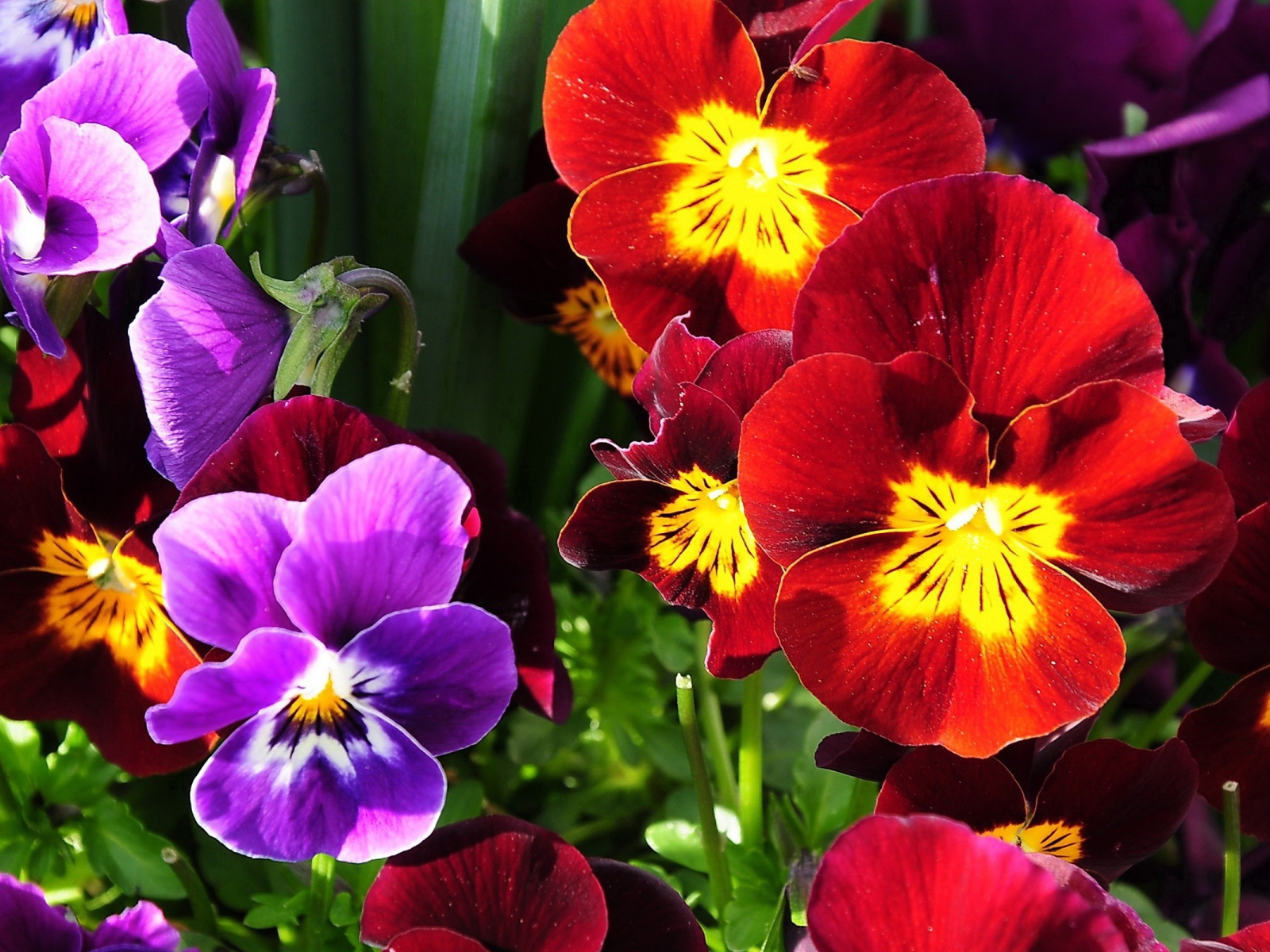 Расцвели прекрасные анютины глазки