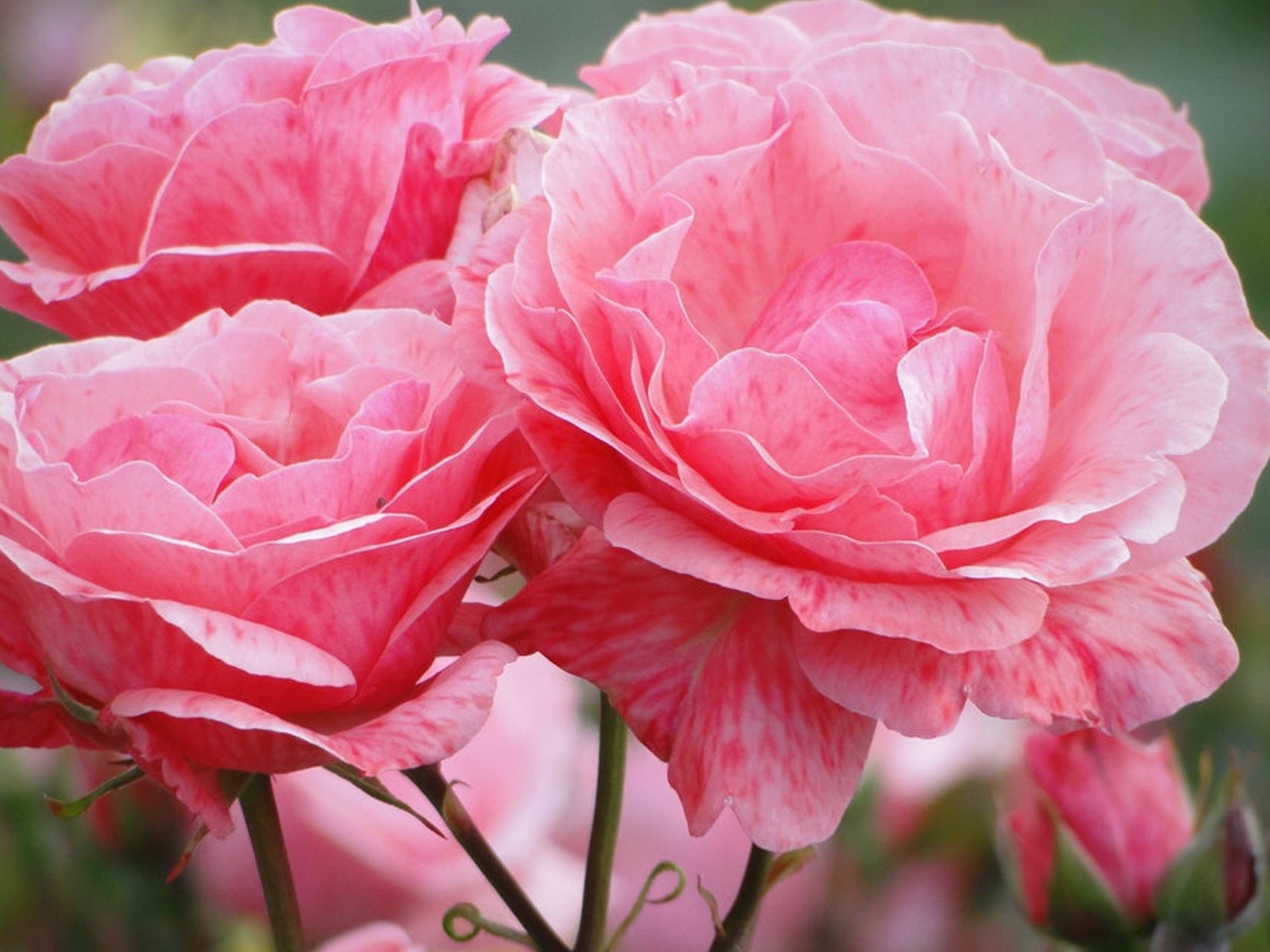 Распустившиеся розовые цветы