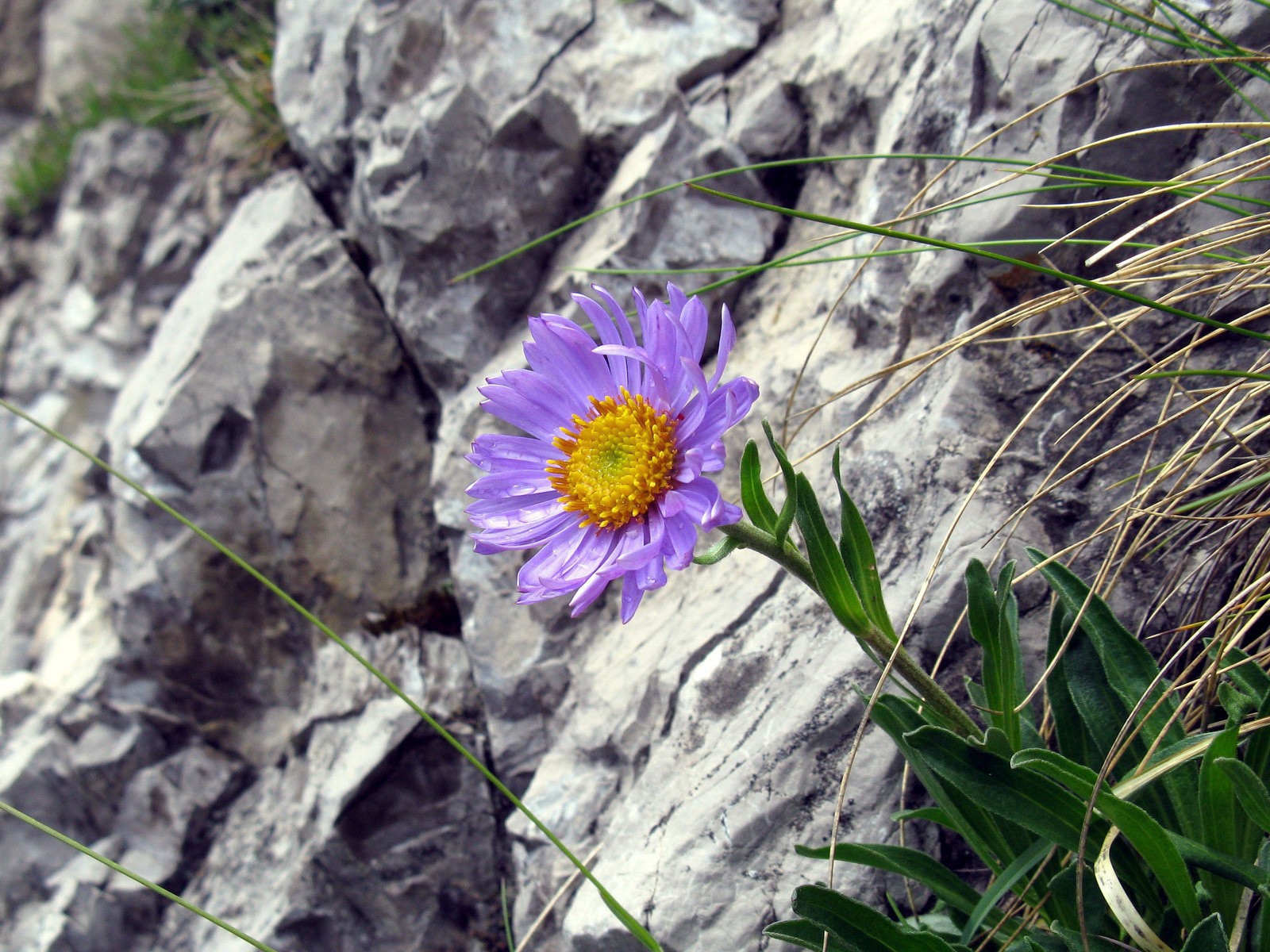 Синий цветок на камнях