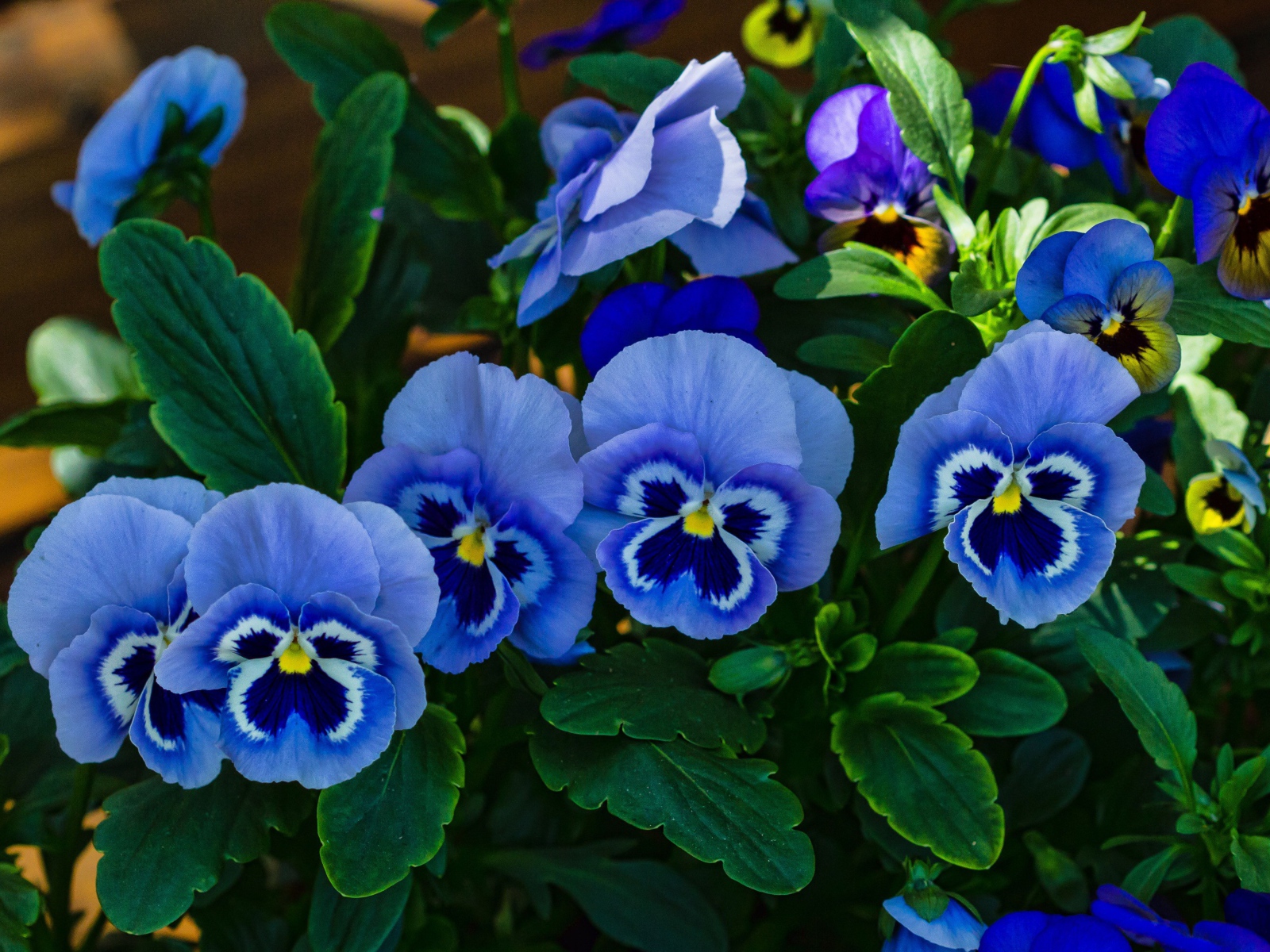 Голубые анютины глазки расцвели на поляне