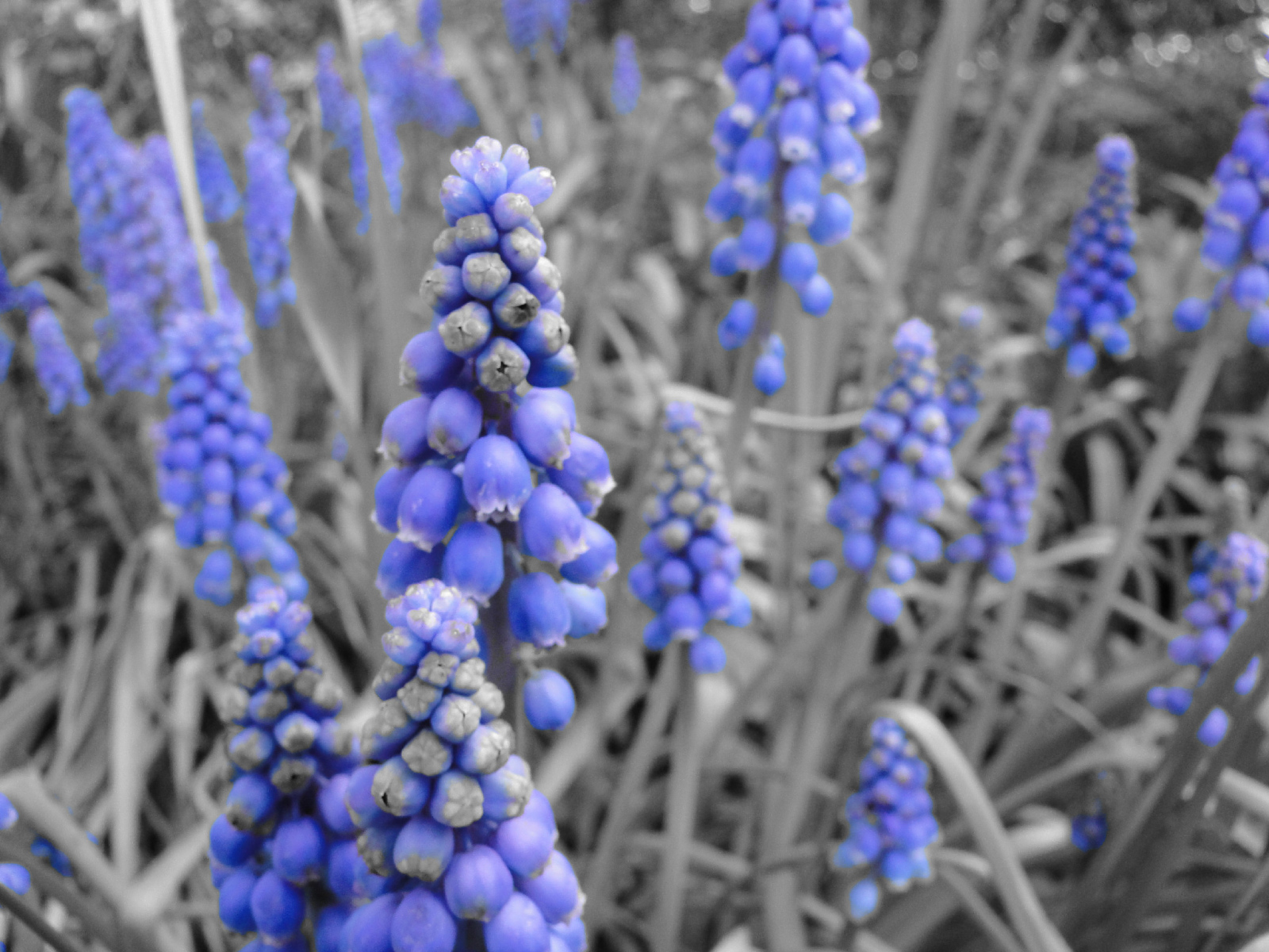 Синие колокольчики кисточкой